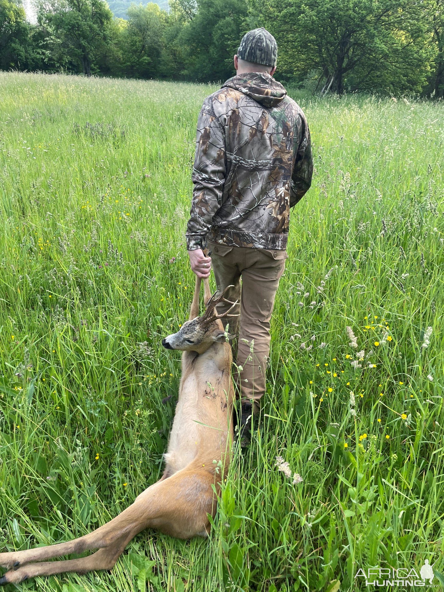 Roe Deer Hunting Romania