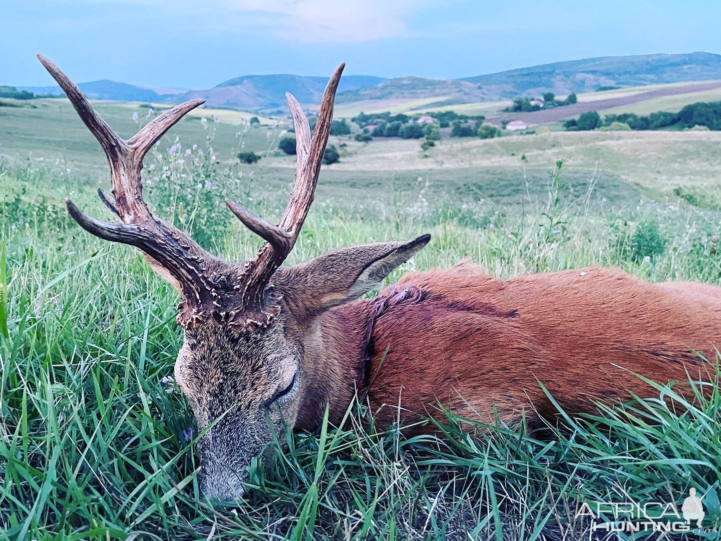 Roe Deer Hunting Romania