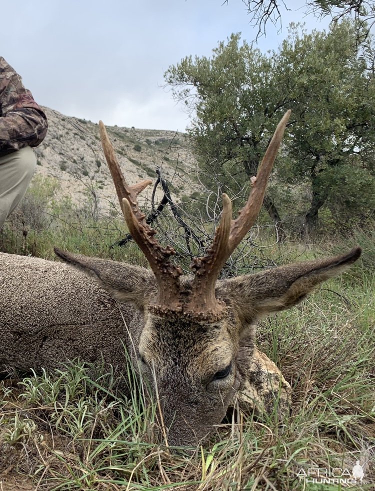 Roe Deer Hunting Spain