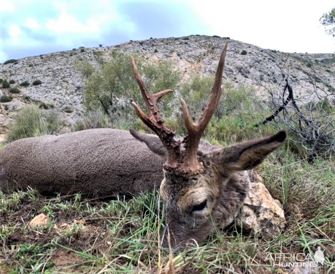 Roe Deer Hunting Spain