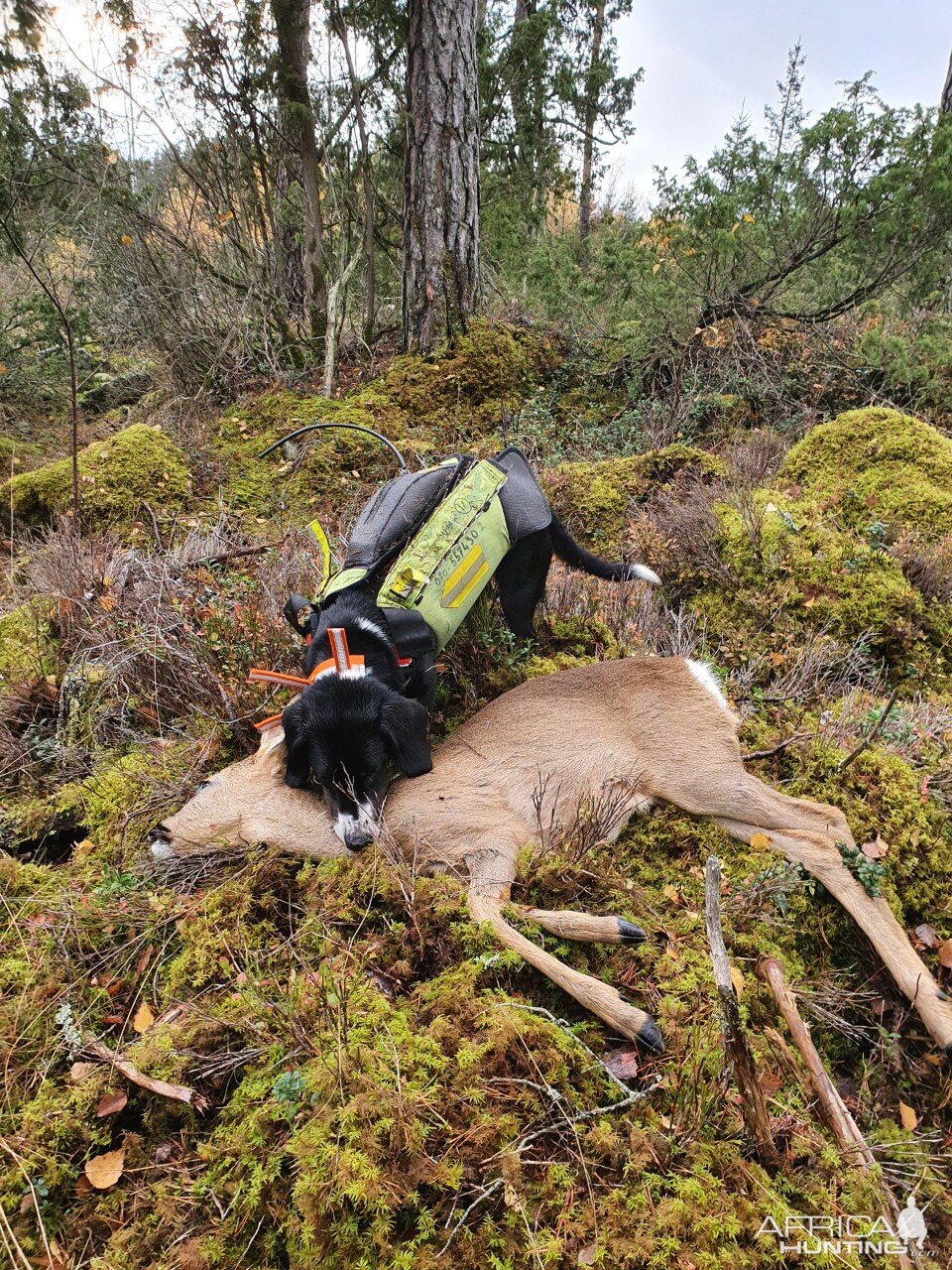 Roe Deer Hunting Sweden