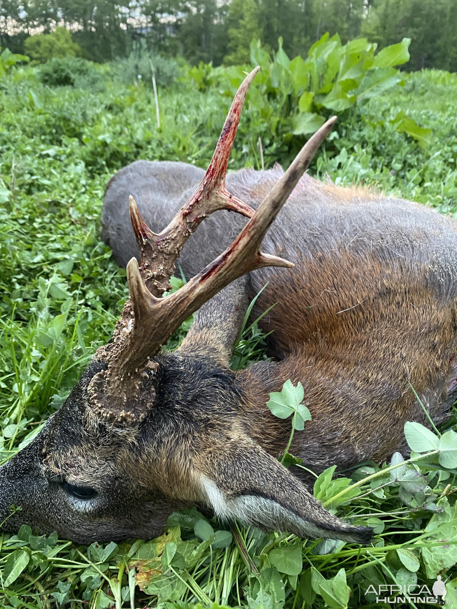 Roe Deer Hunting United Kingdom