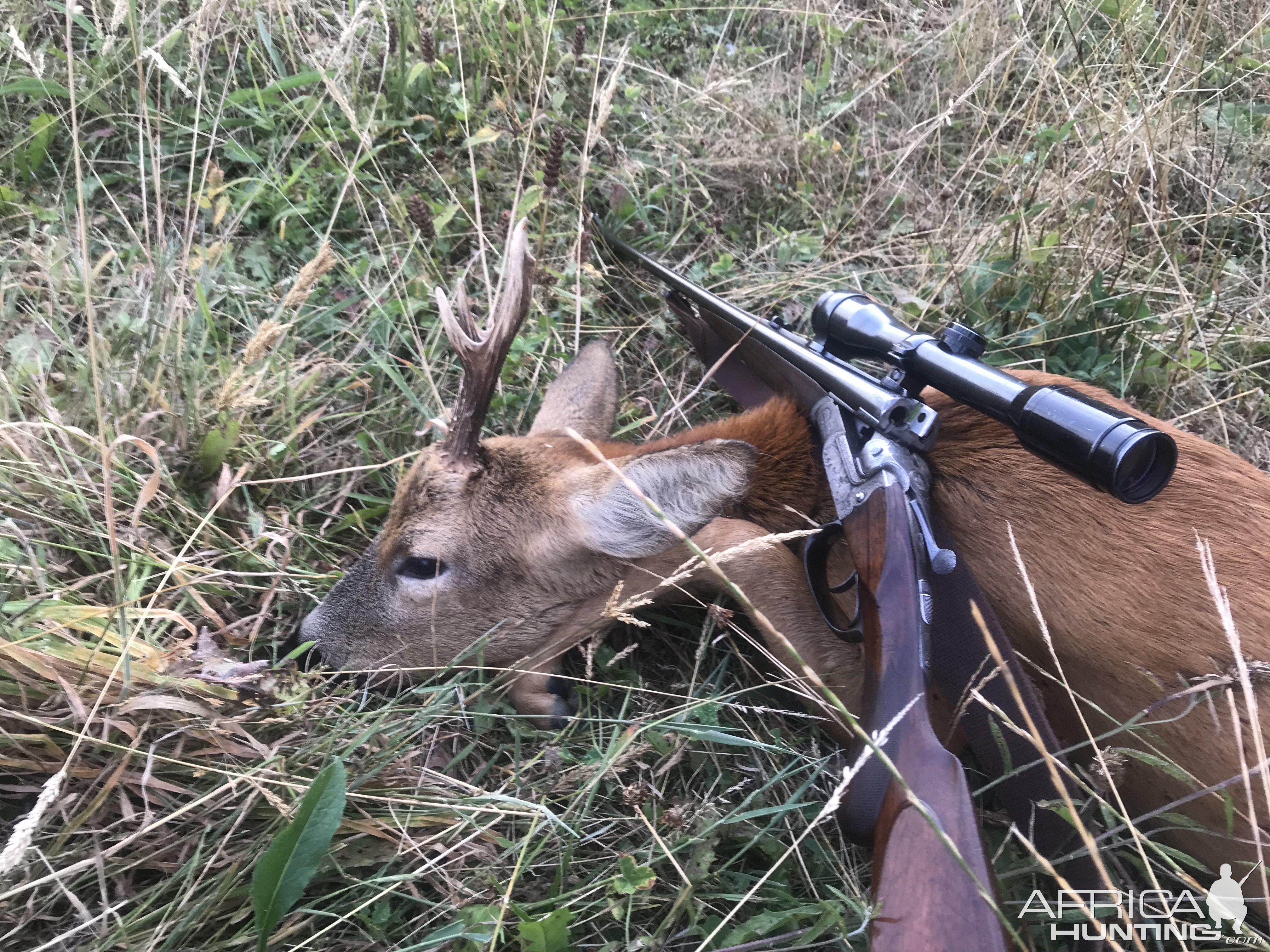 Roe Deer Hunting United Kingdom