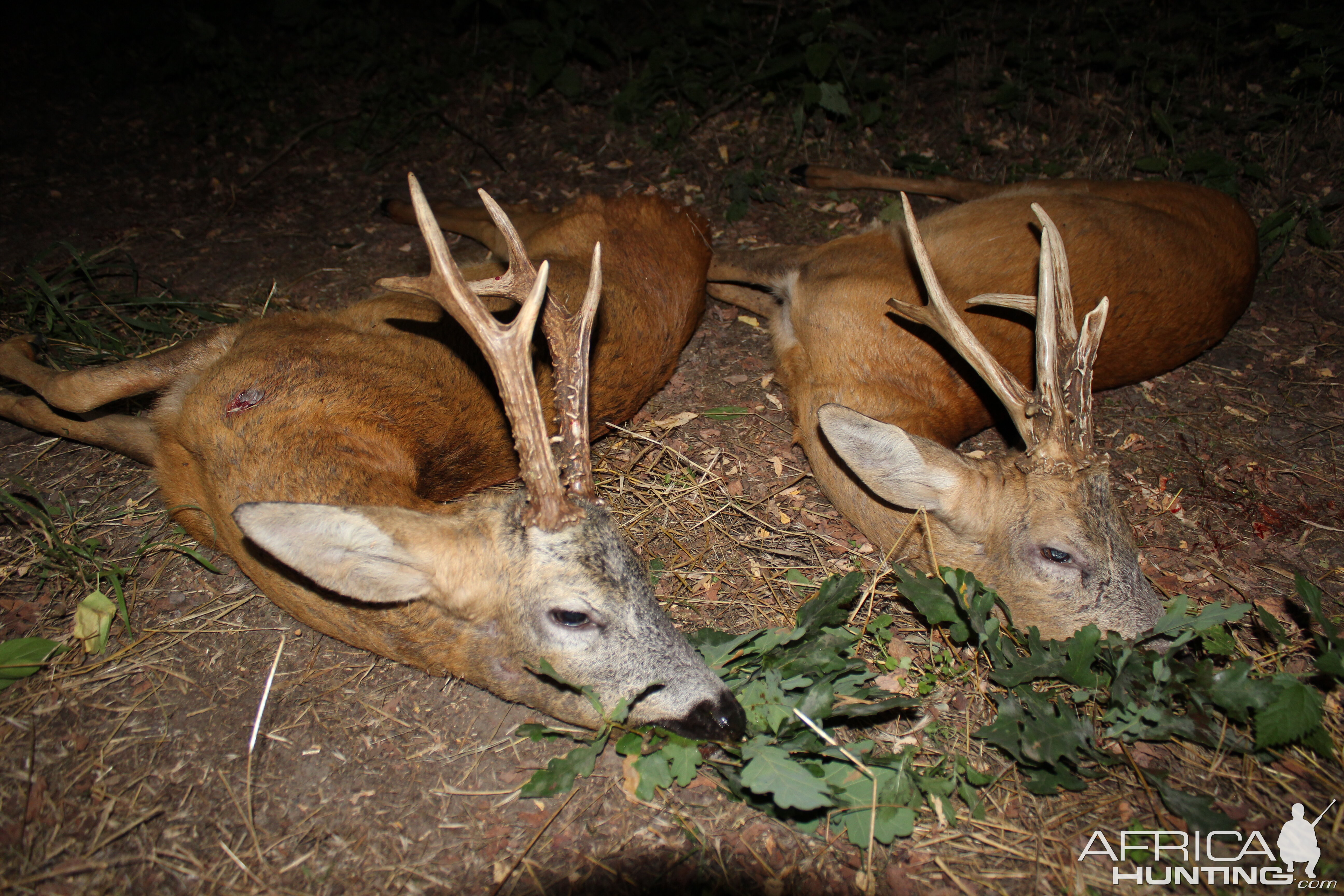 Roe Deer in Poland