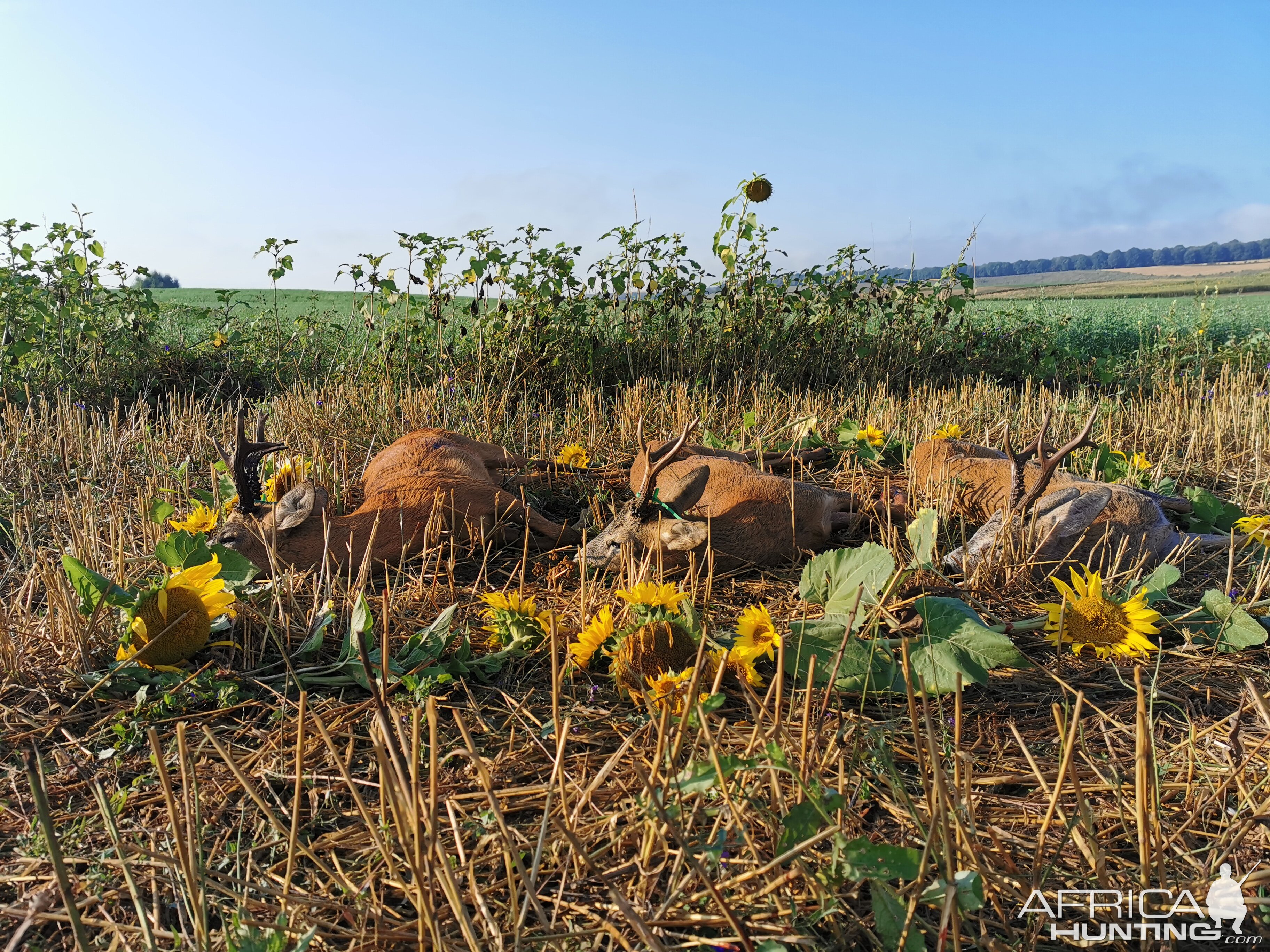 Roe Deer in Poland