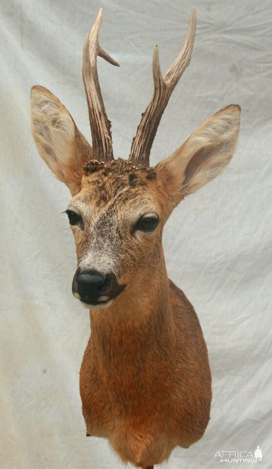 Roe Deer Shoulder Mount Taxidermy