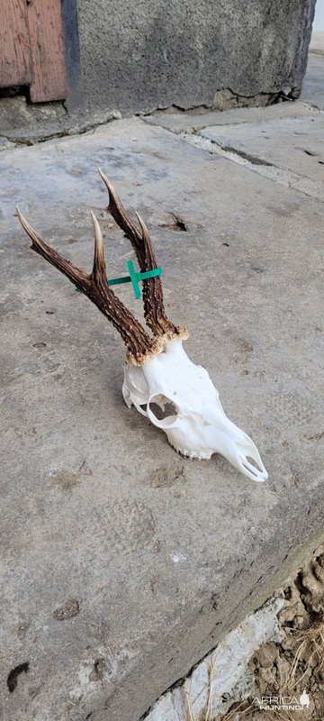 Roe Deer Skull Taxitermy
