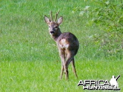 Roe deer