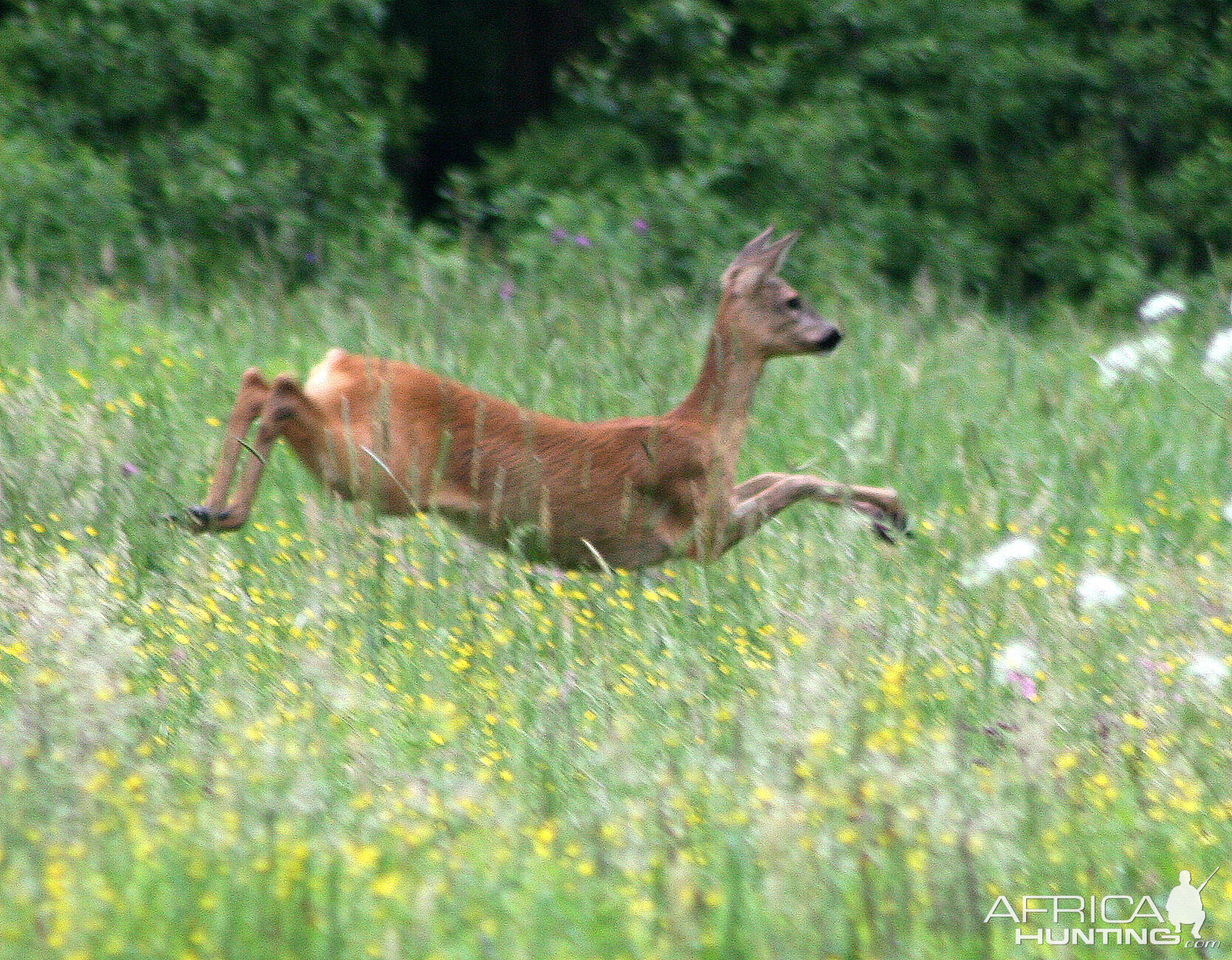 Roe Deer