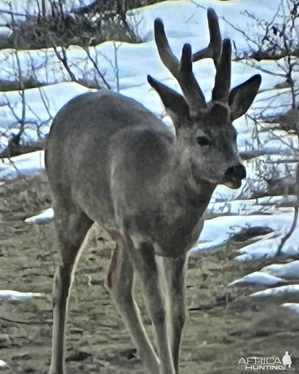Roebuck Romania