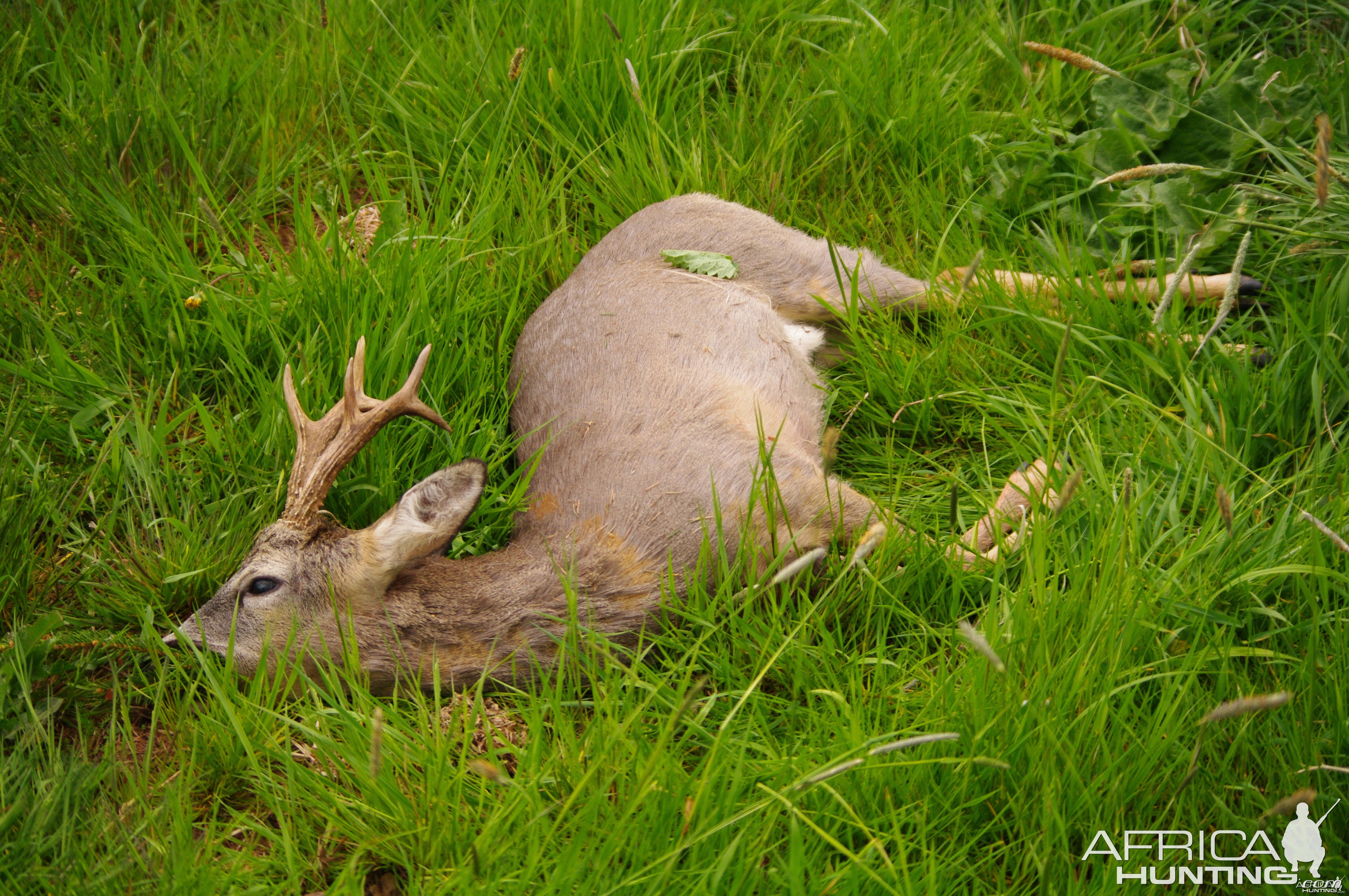 roebucks in the czech republic