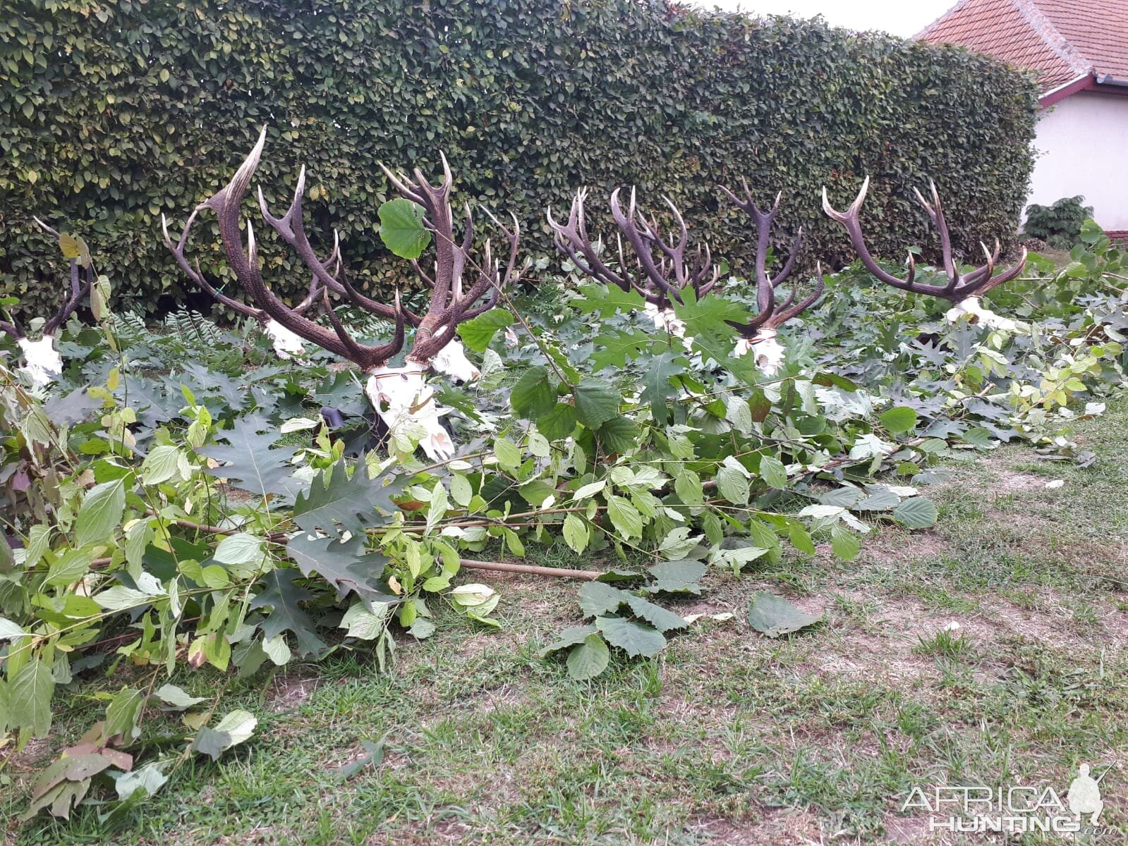 Romania Hunt Red Stag