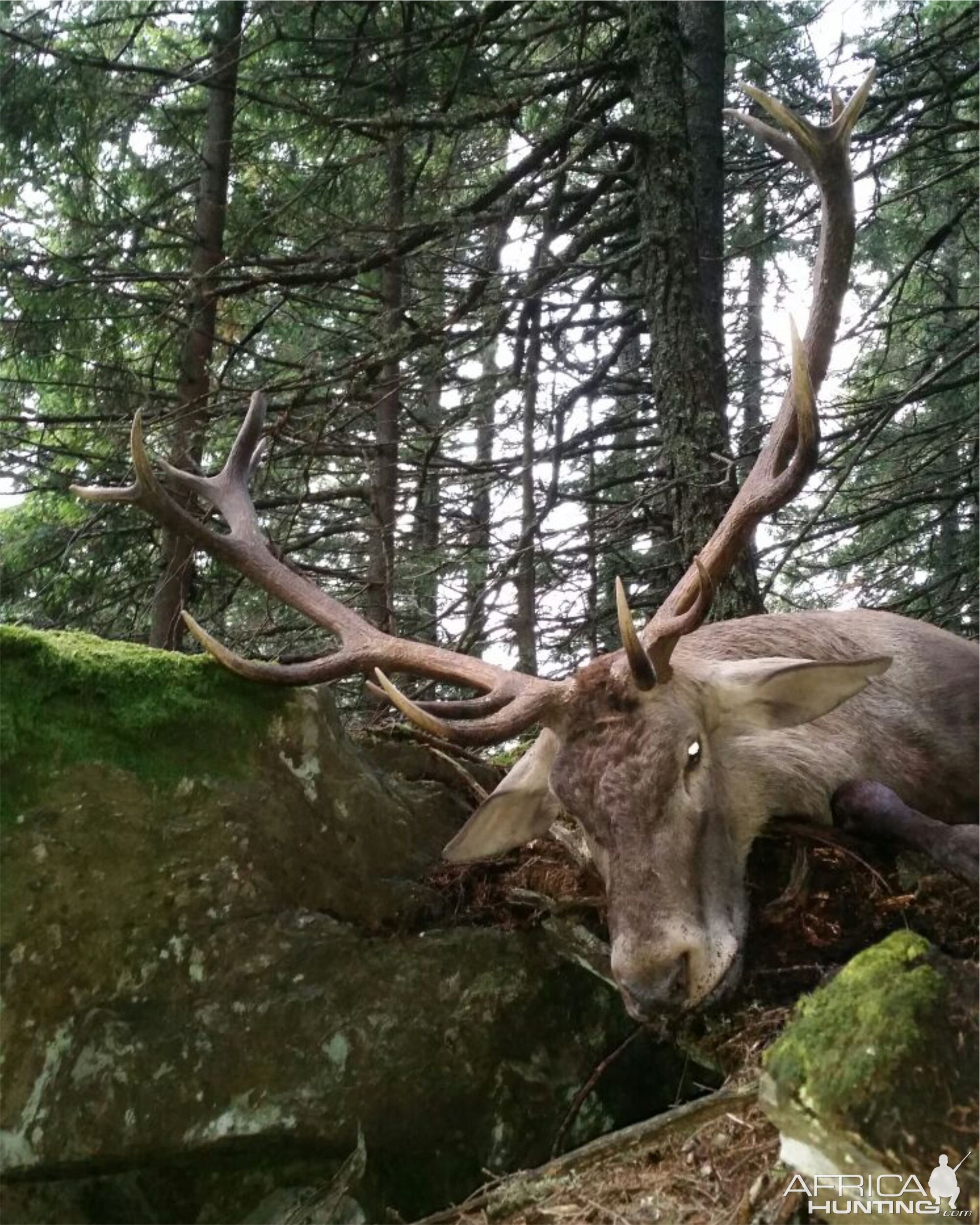 Romania Hunting Red Stag