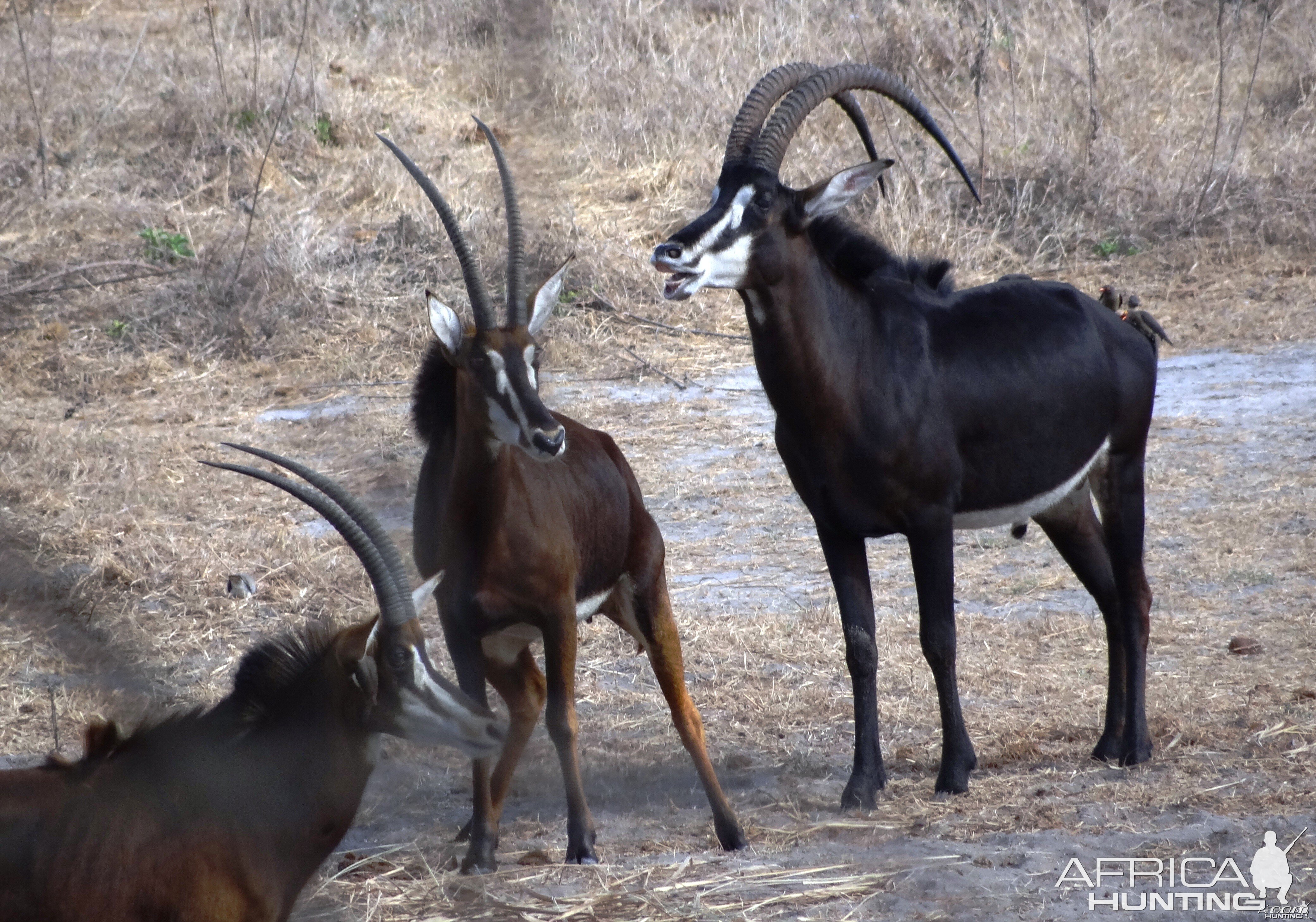 Roosevelt Sable - Tanzania