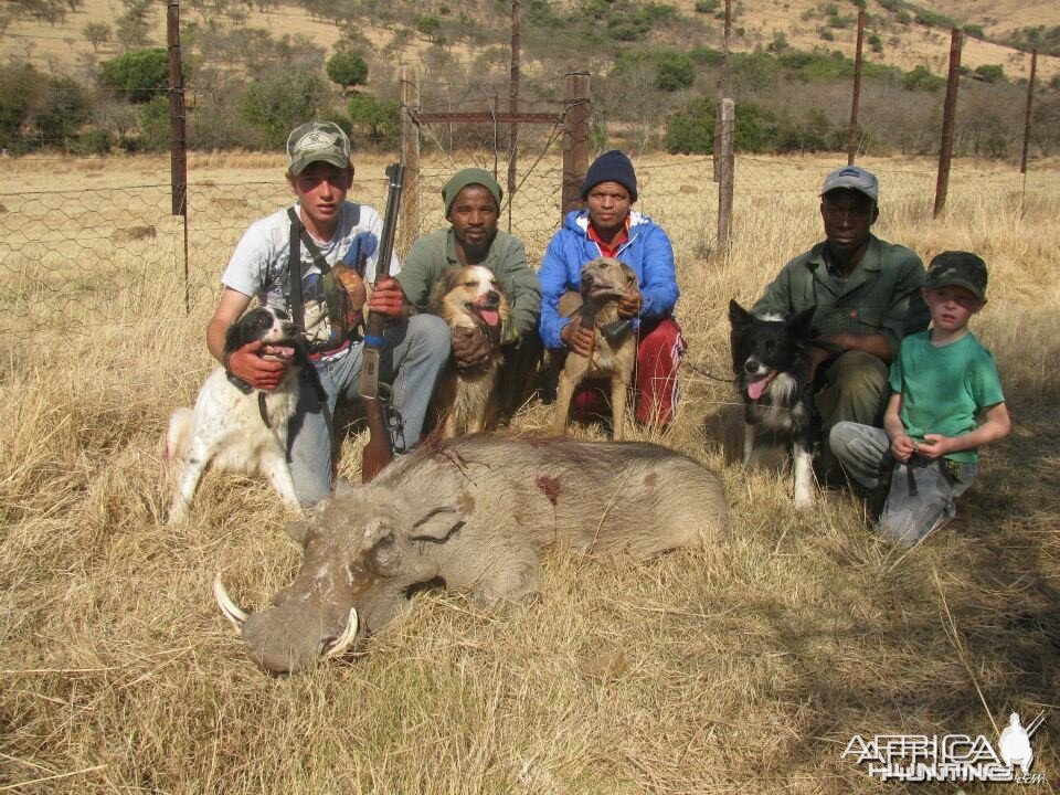 Rough hunting warthog with baying dogs - fast and furious action.