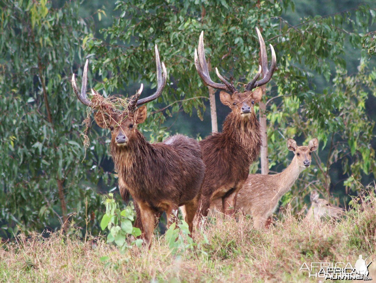 Rusa Deer in Mauritius