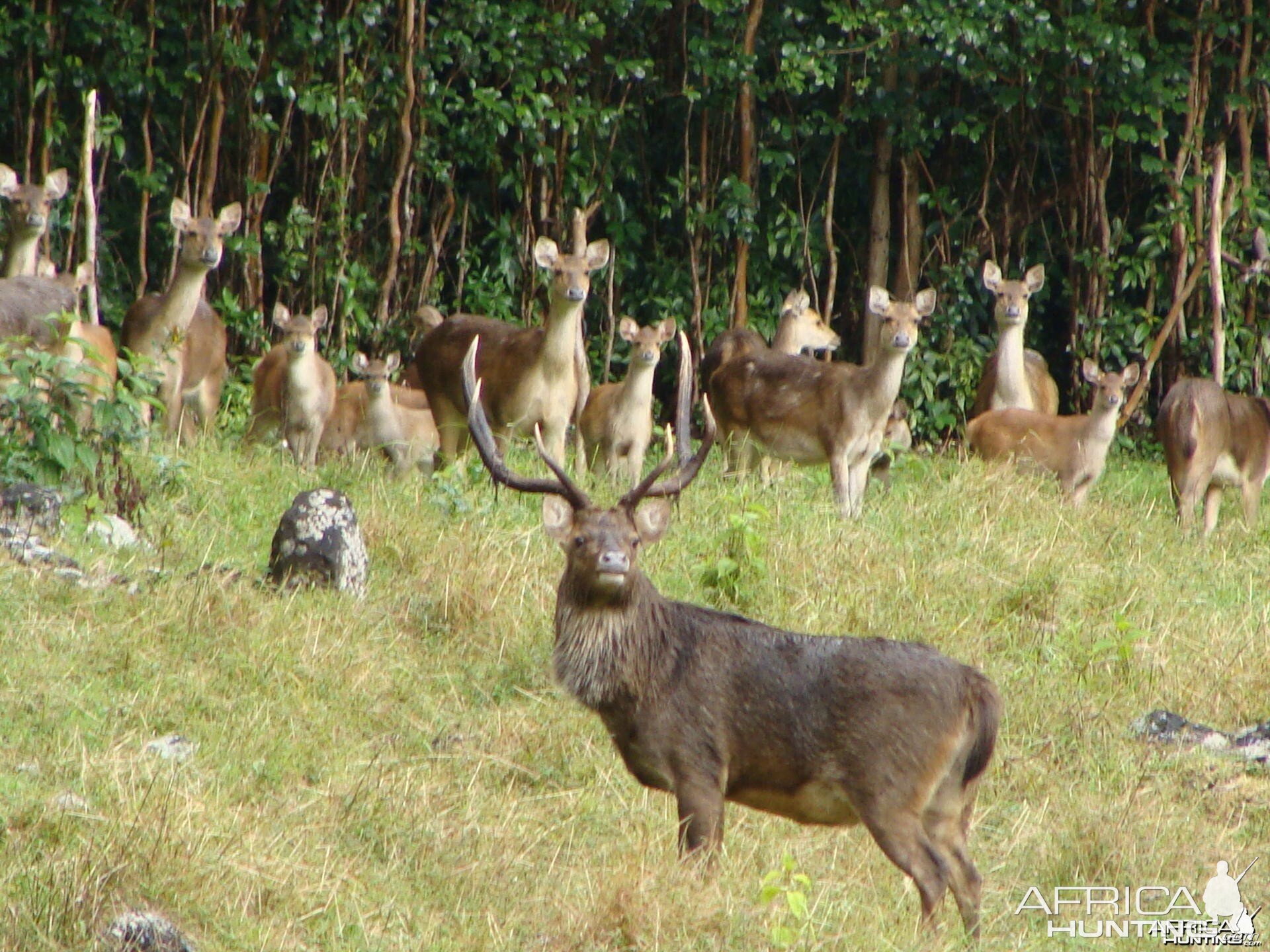 Rusa Deer Mauritius