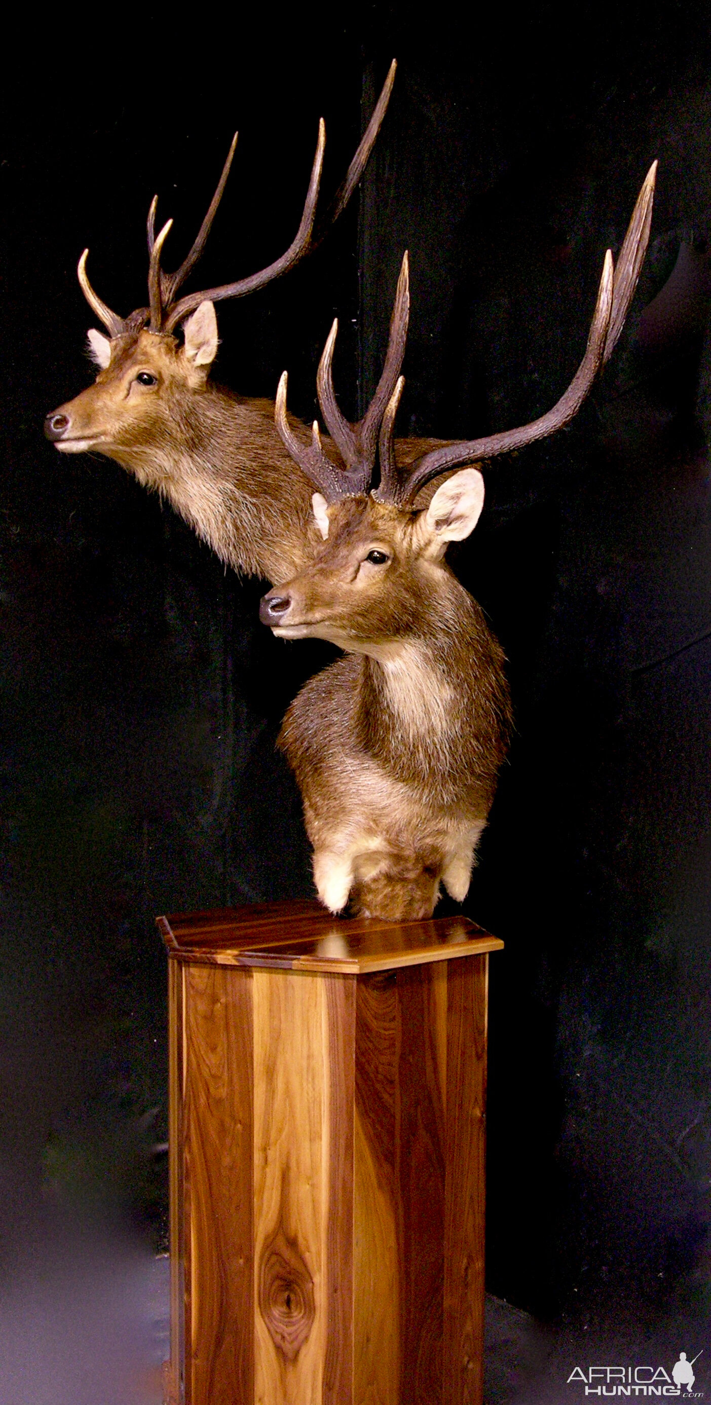 Rusa Deer Pedestal Mount Taxidermy