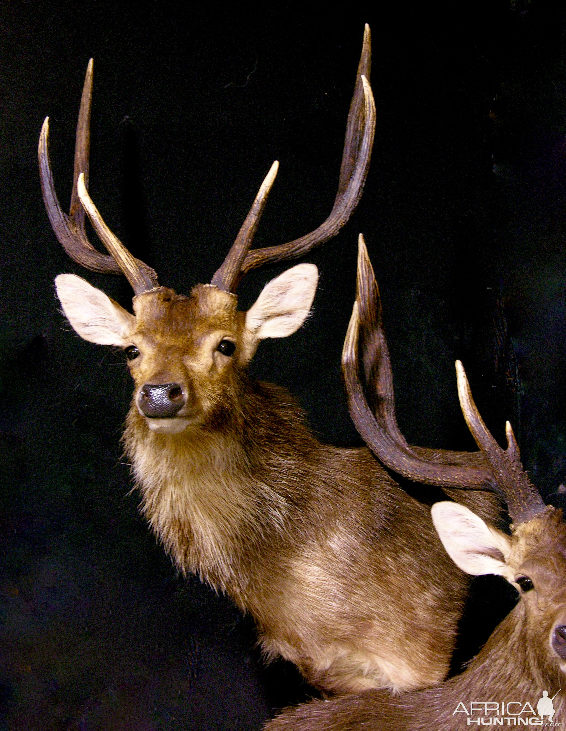 Rusa Deer Pedestal Mount Taxidermy