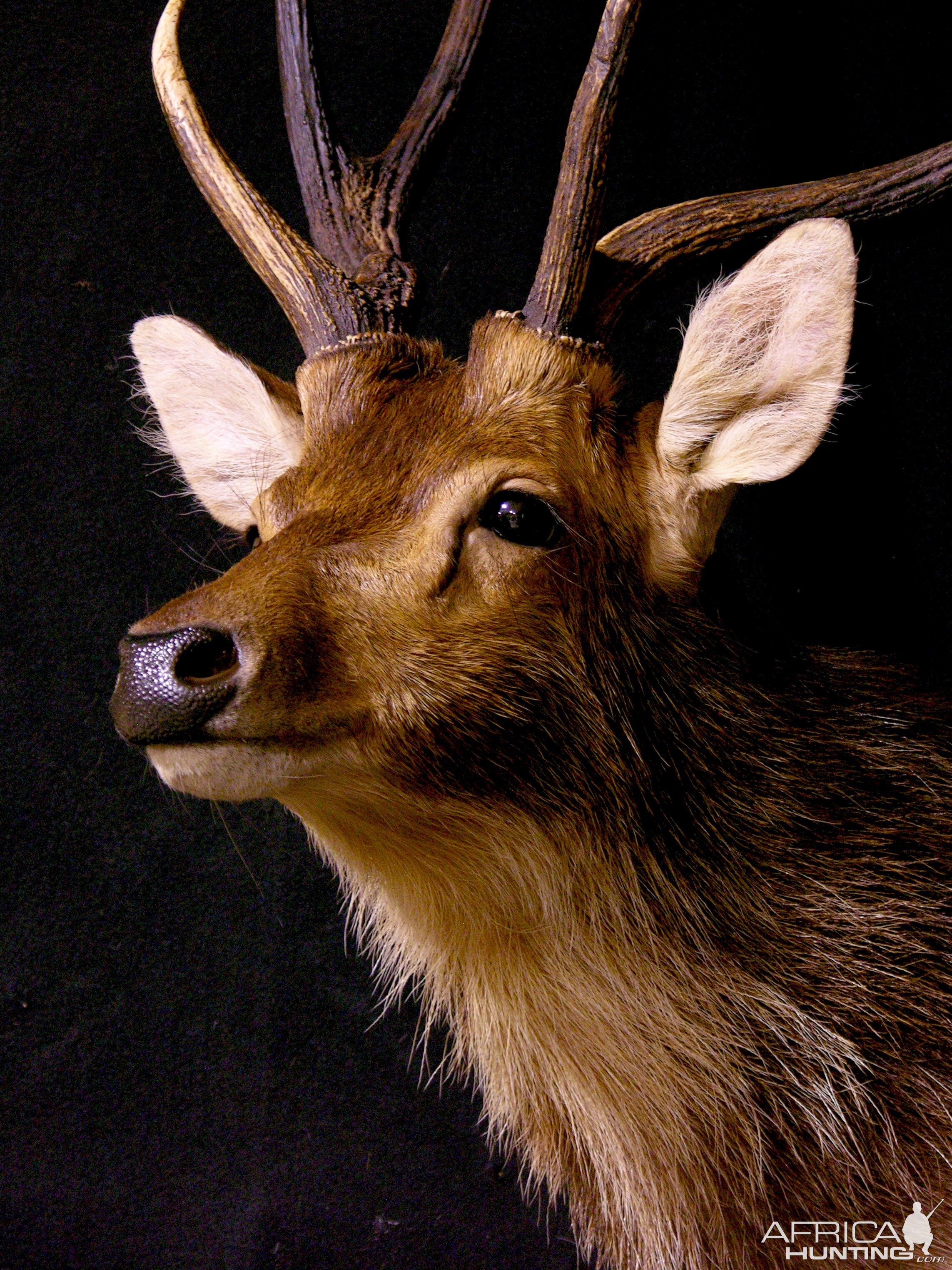 Rusa Deer Pedestal Mount Taxidermy