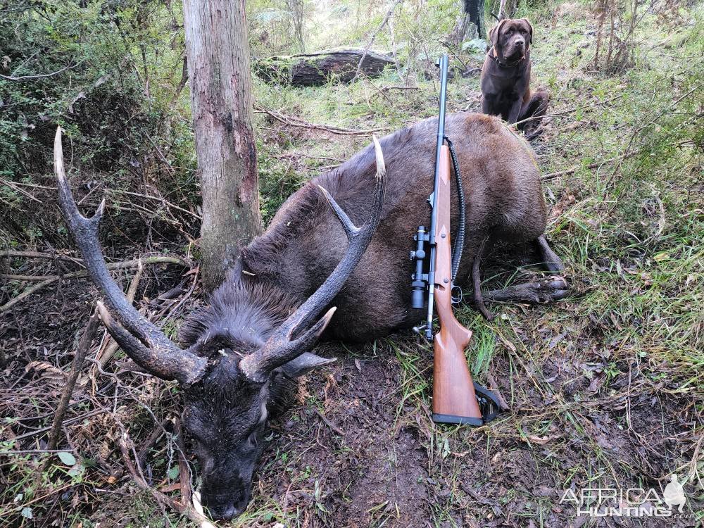 Russa Deer Hunt Australia