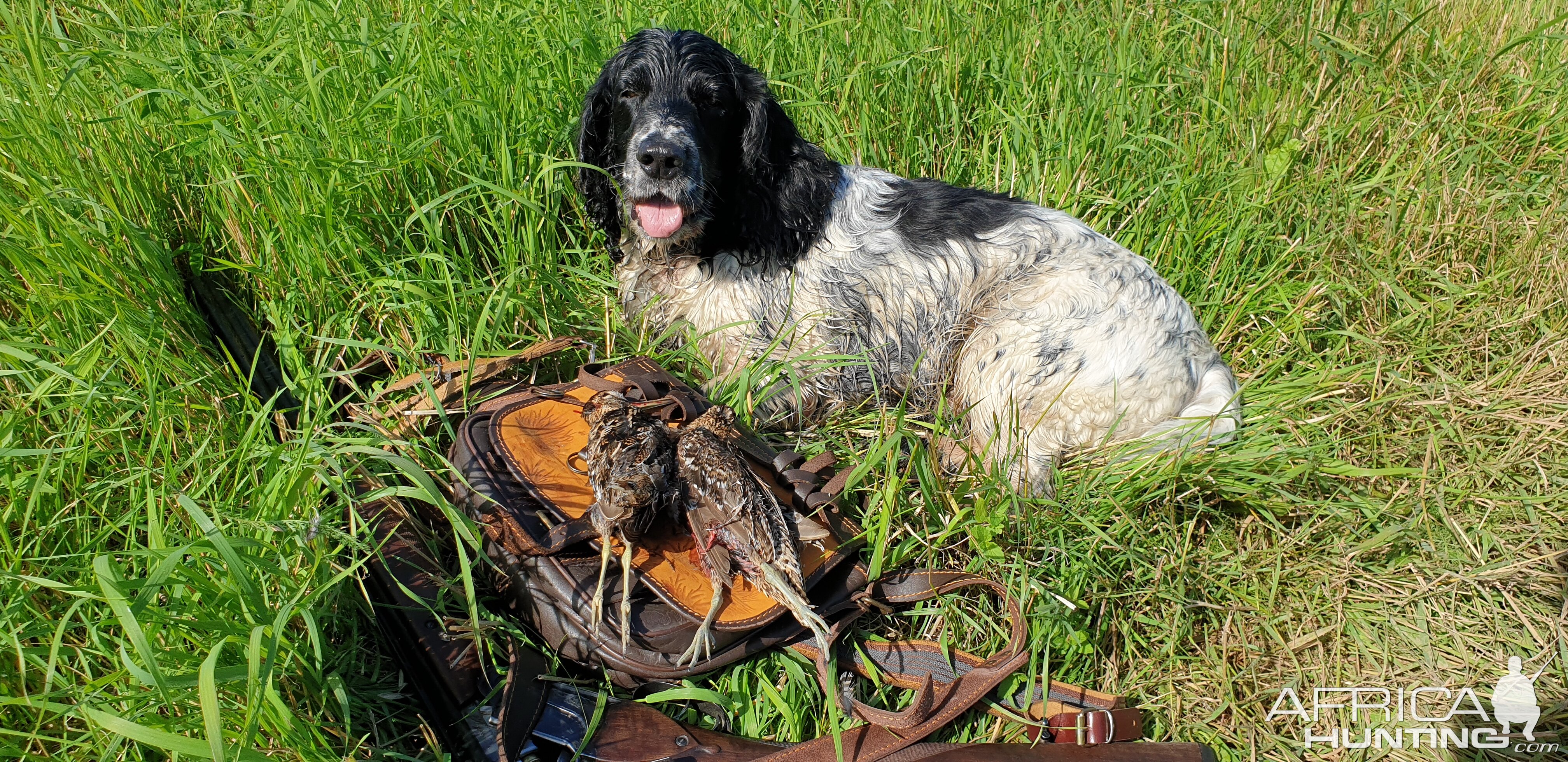 Russia Hunt Woodcock