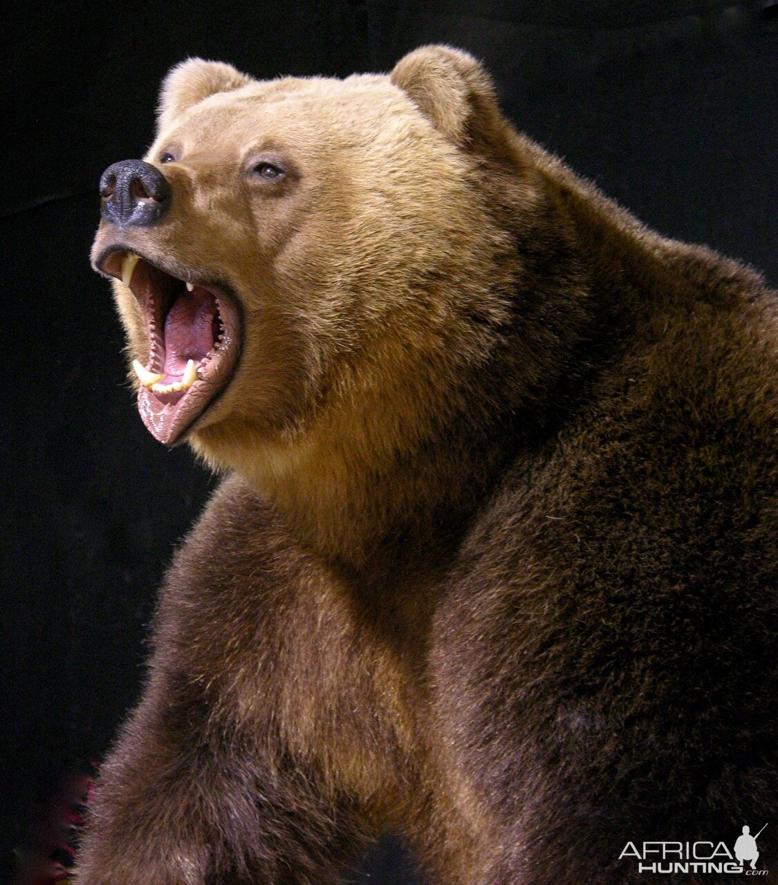 Russian Brown Bear Full Mount Taxidermy