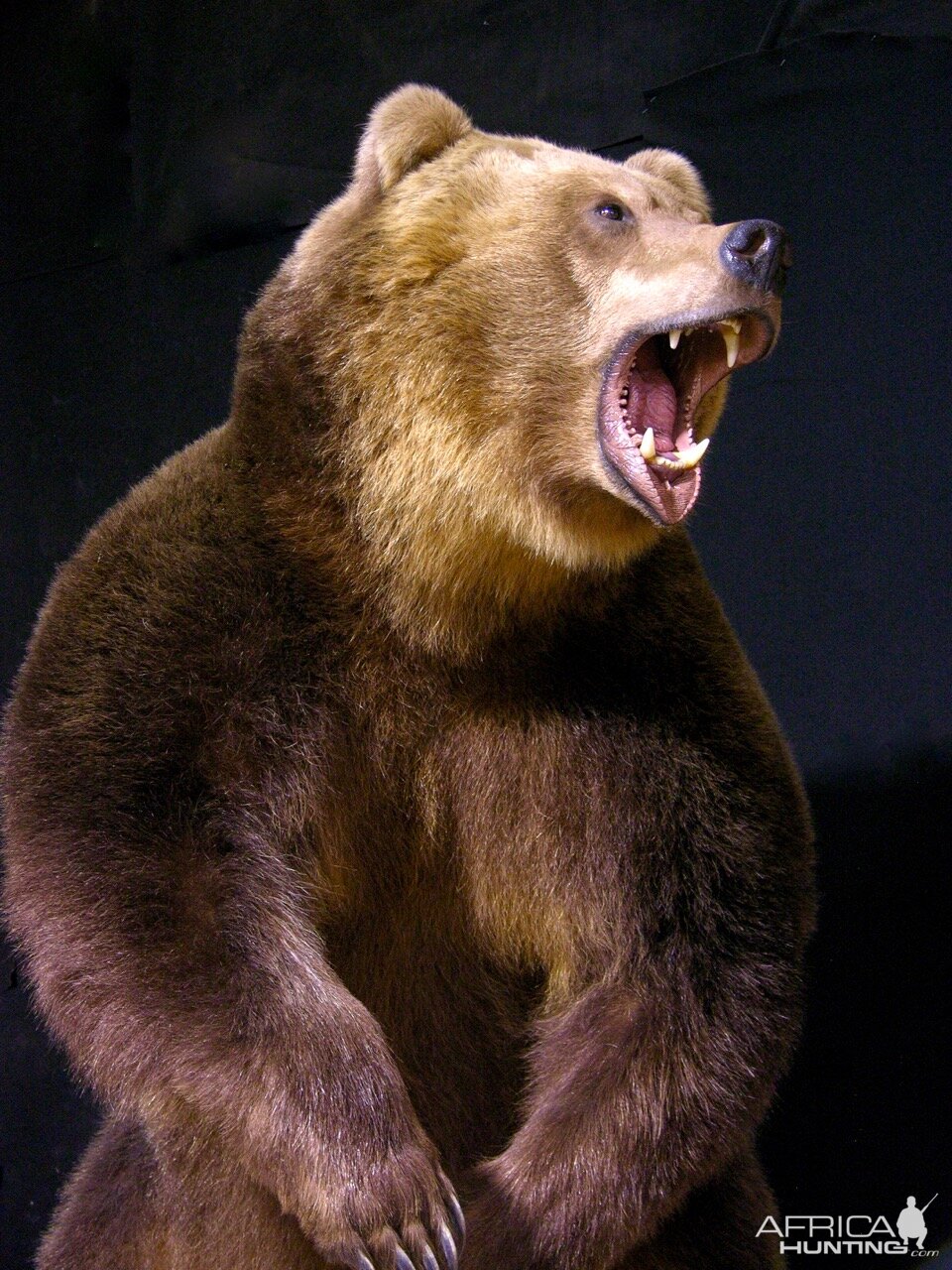 Russian Brown Bear Full Mount Taxidermy