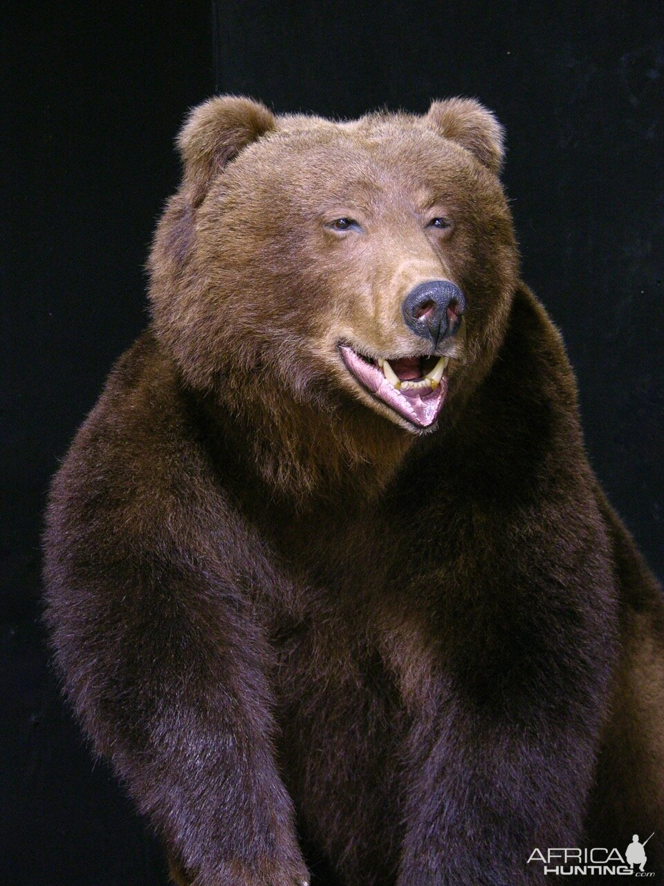 Russian Brown Bear Full Mount Taxidermy