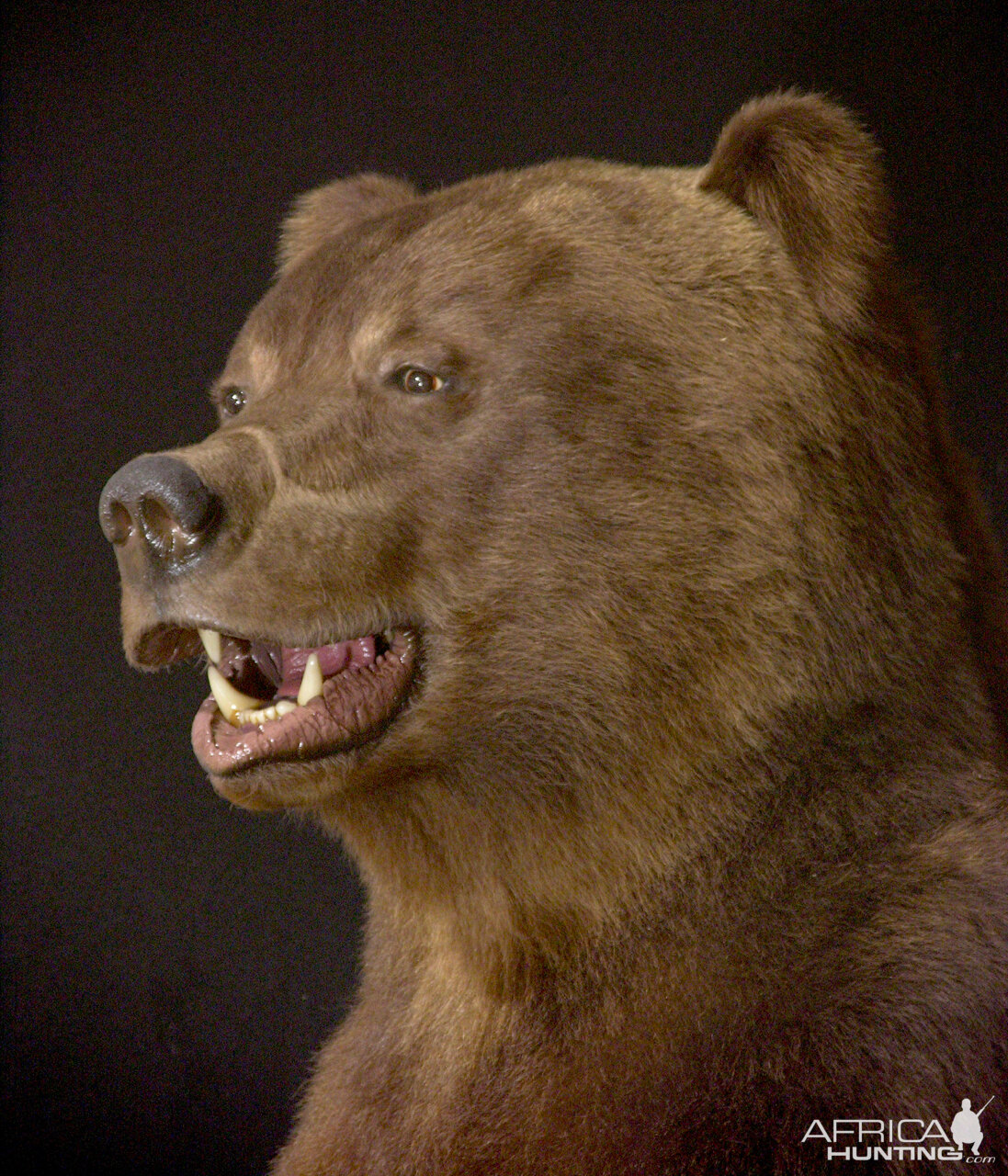 Russian Brown Bear Full Mount Taxidermy