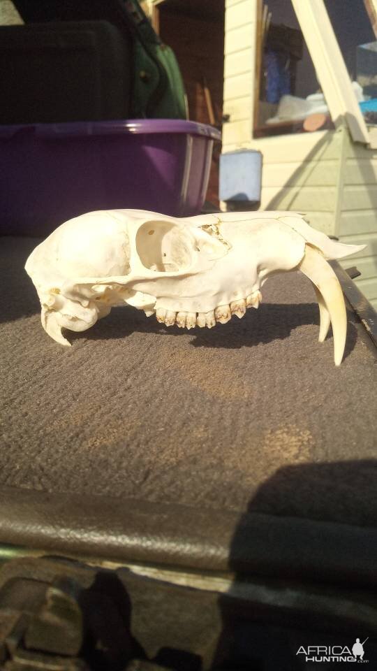 Sabertooth Deer Skull