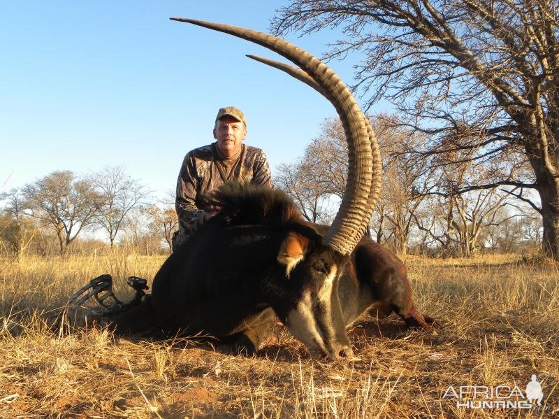Sable Antelope Bow Hunting South Africa