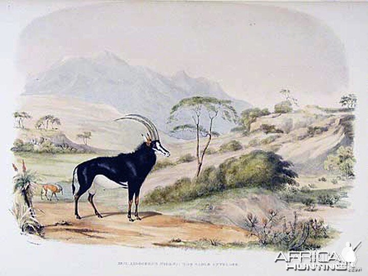 Sable Antelope by William Cornwallis Harris
