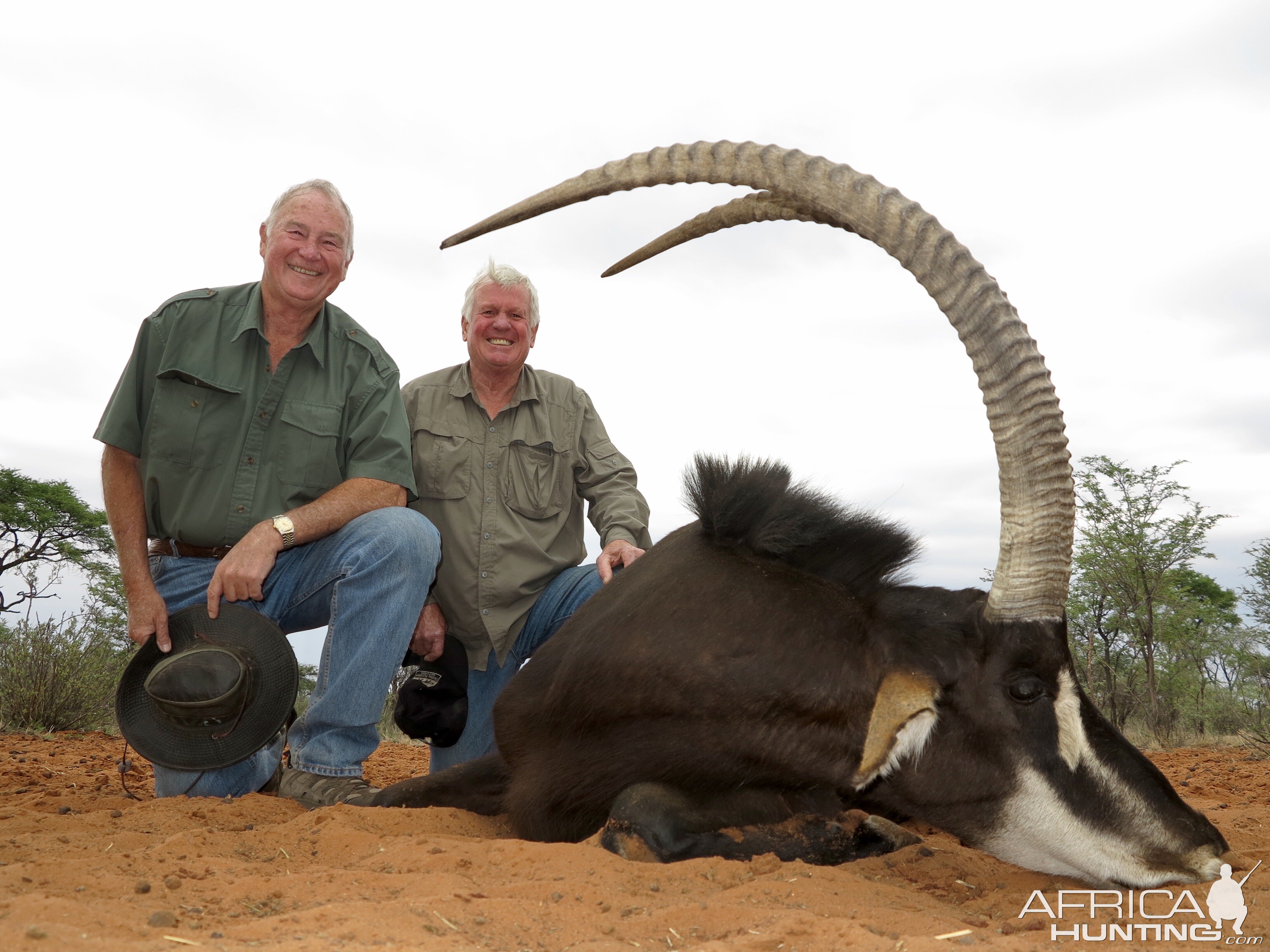 Sable Antelope Hunt Namibia