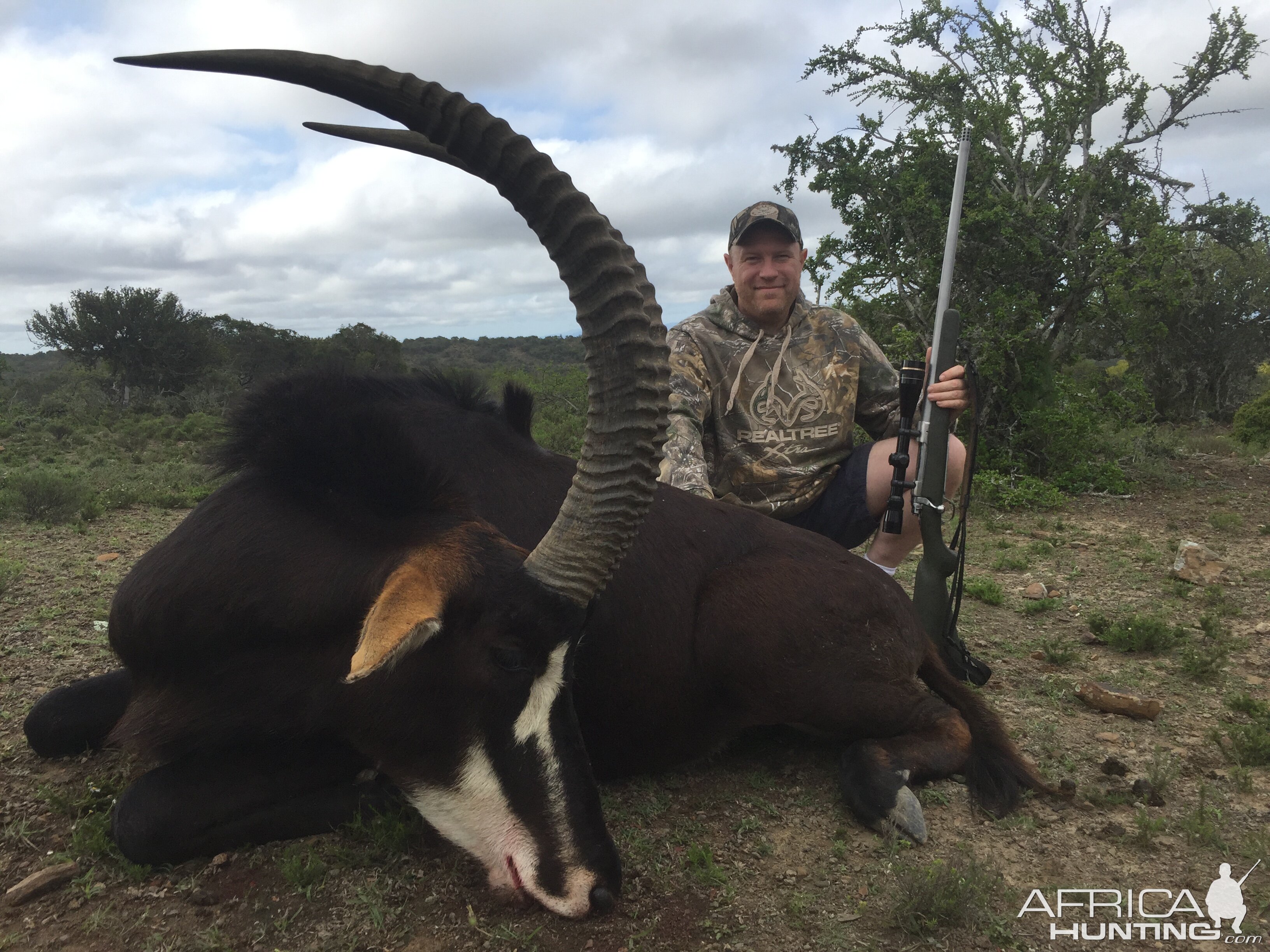 Sable Antelope Hunt South Africa