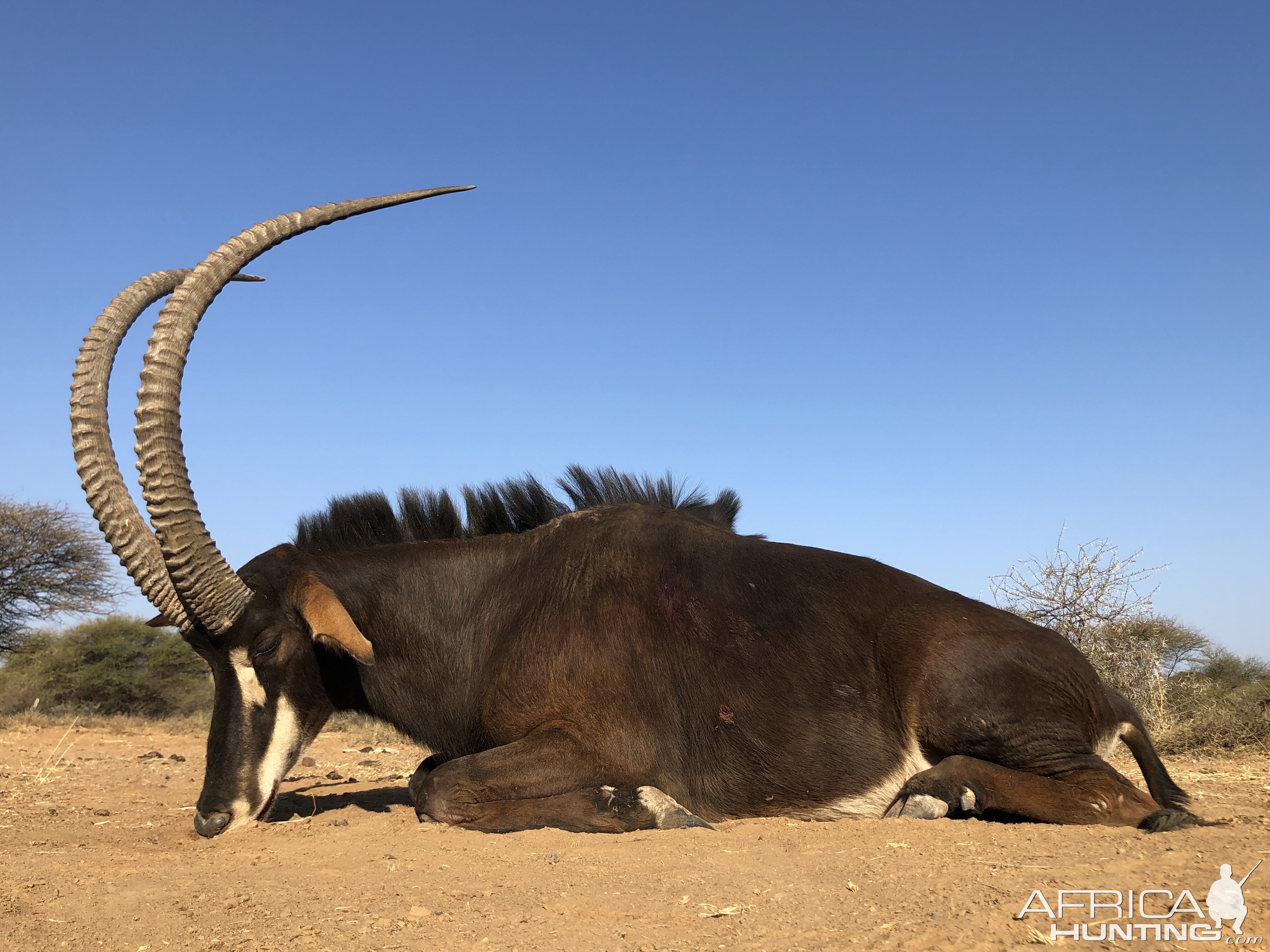 Sable Antelope Hunt South Africa