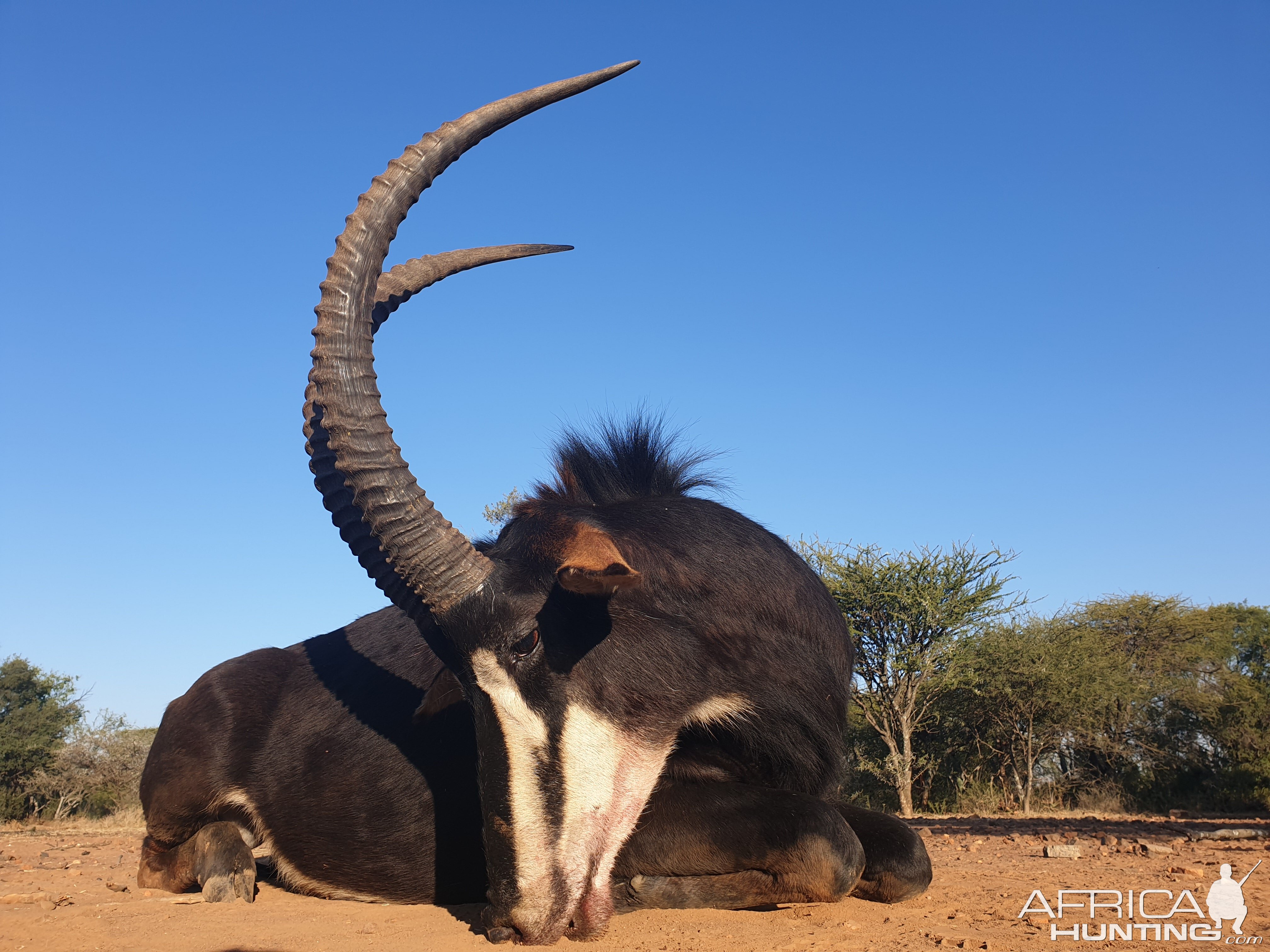 Sable Antelope Hunt South Africa