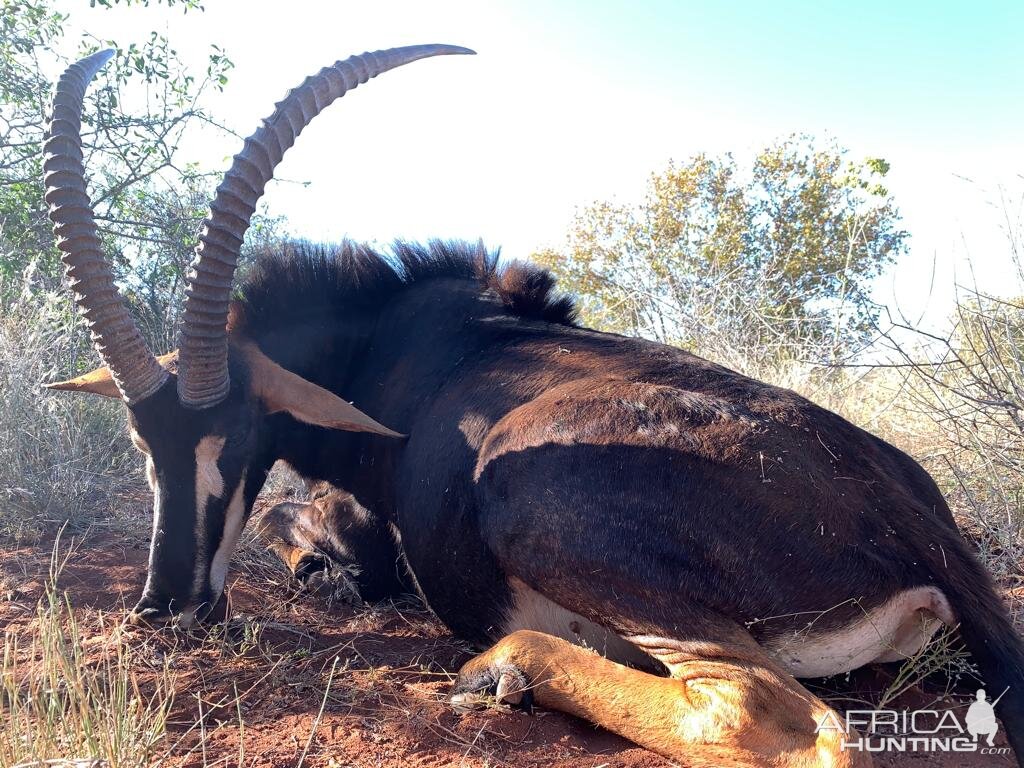 Sable Antelope Hunt South Africa