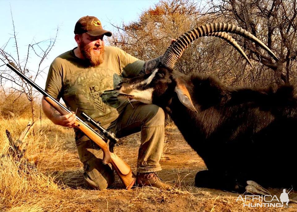 Sable Antelope Hunt South Africa