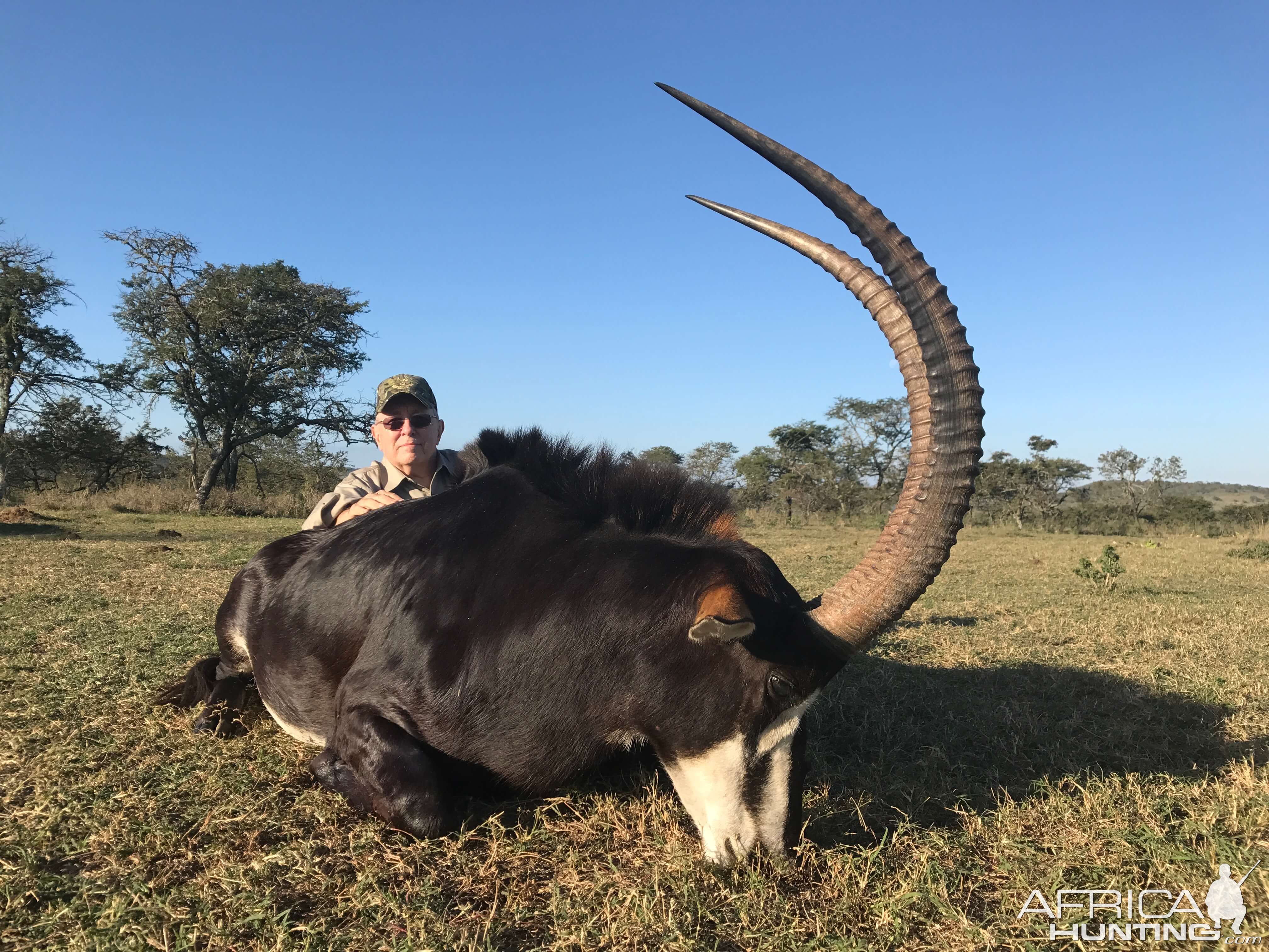 Sable Antelope Hunting South Africa