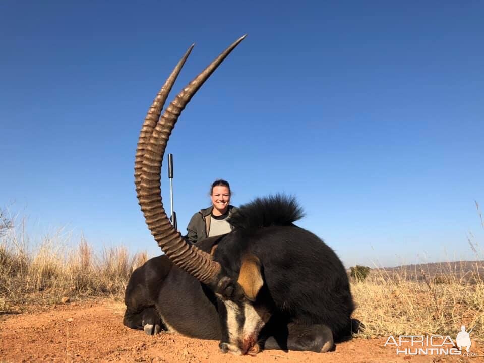 Sable Antelope Hunting South Africa