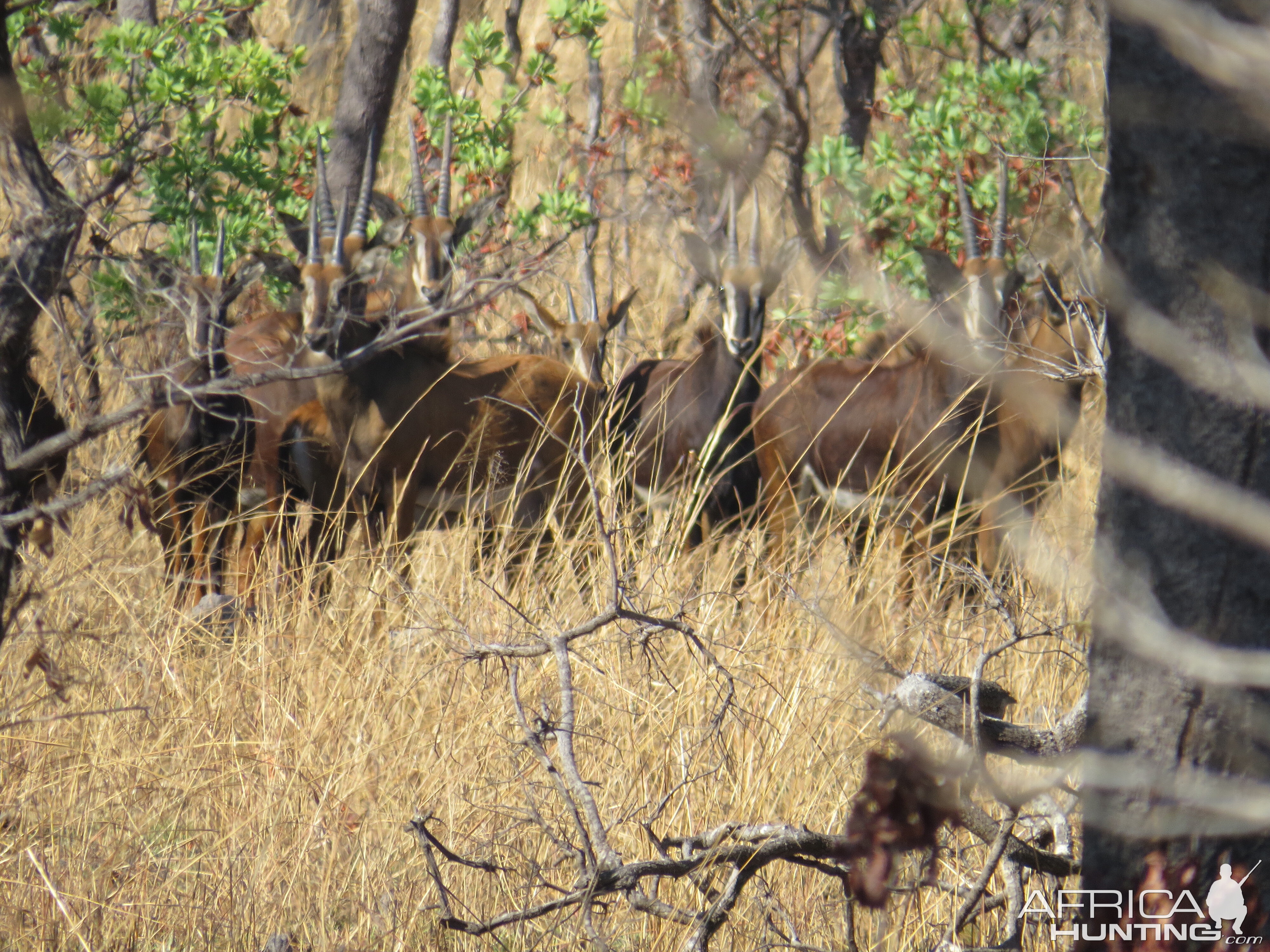 Sable Antelope in Mozambique