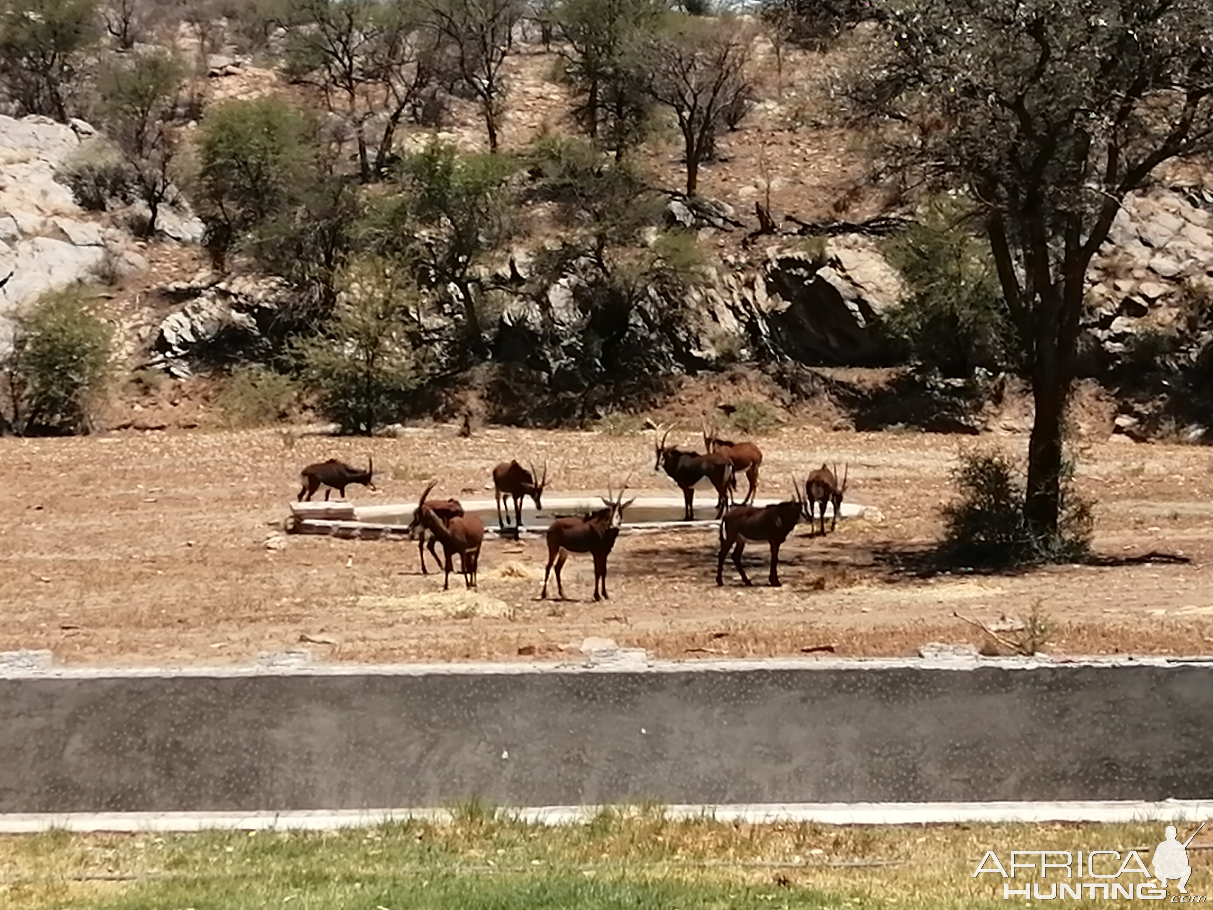 Sable Antelope in Namibia