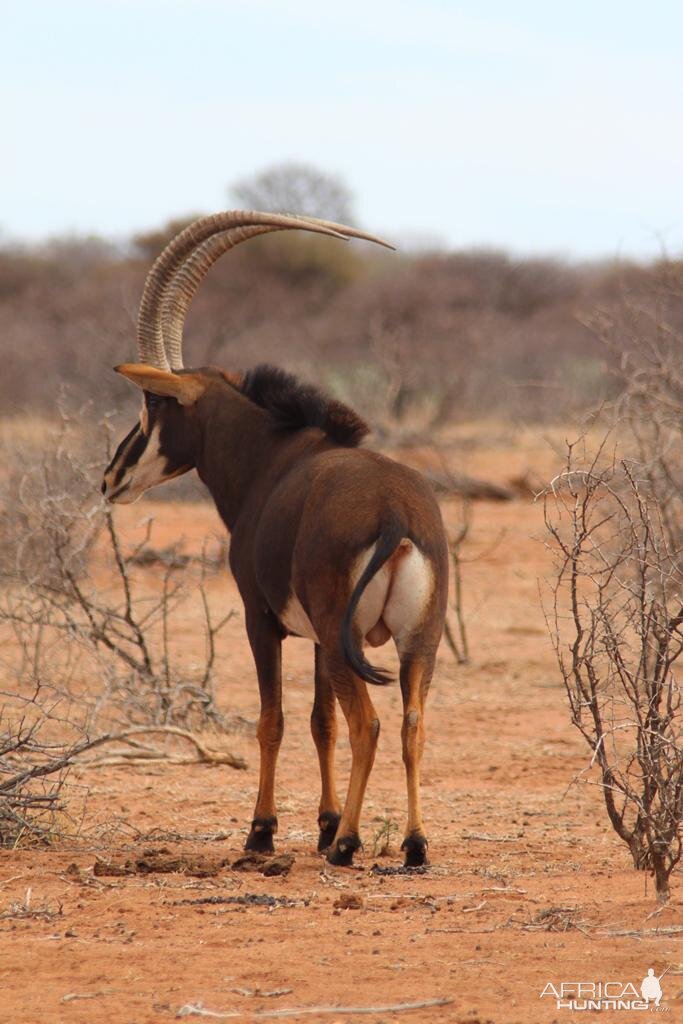 Sable Antelope in South Africa