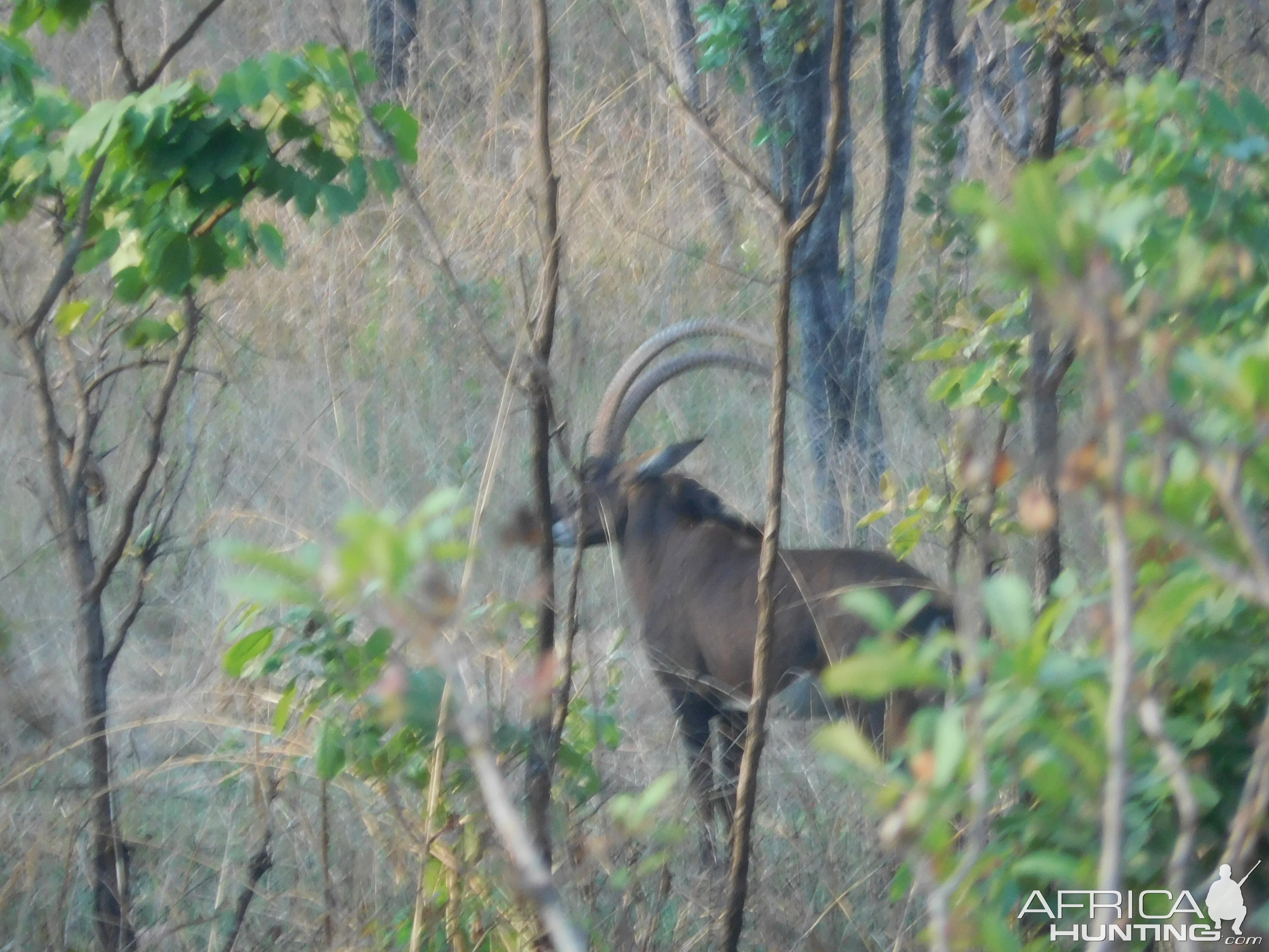 Sable Antelope in Tanzania