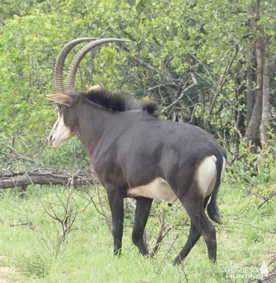 Sable Antelope in the Kruger National Park South Africa