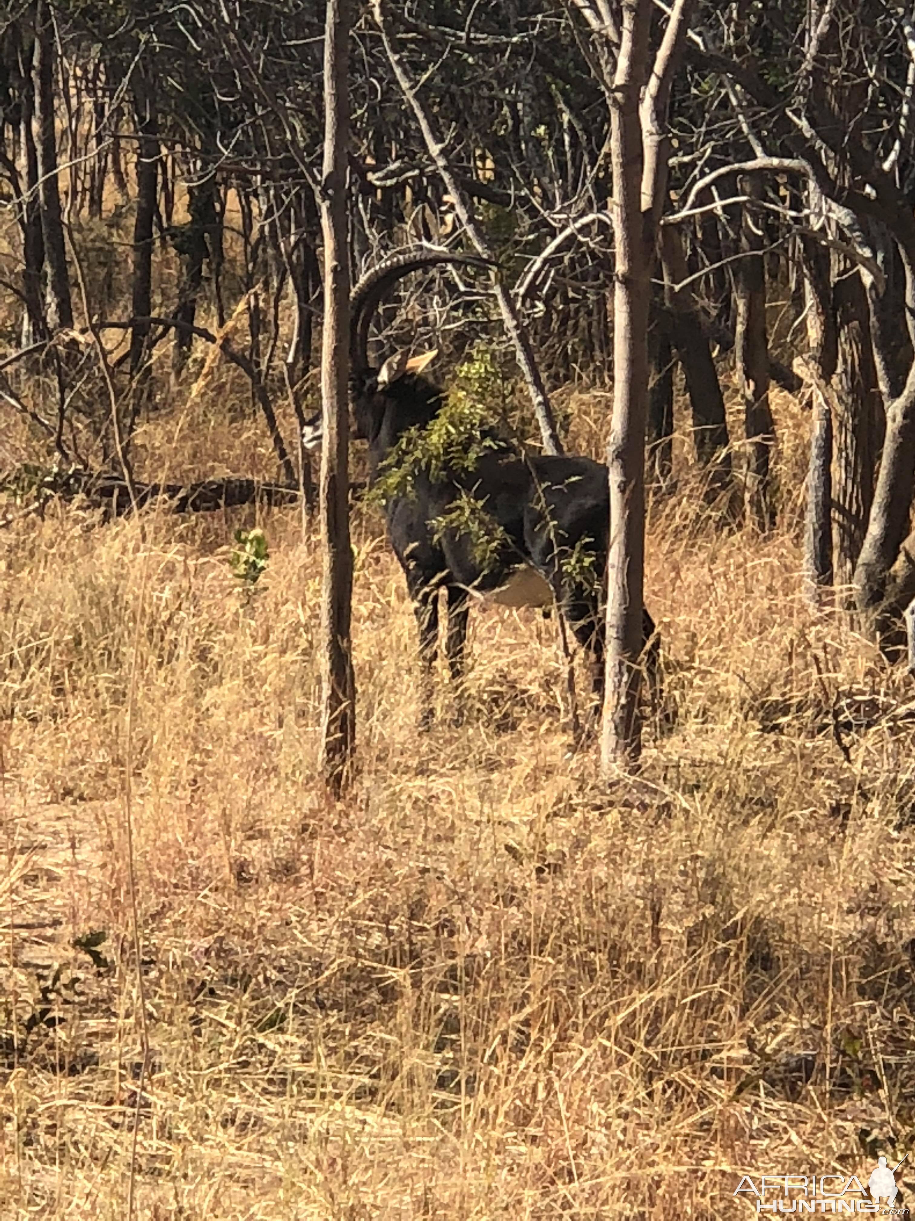 Sable Antelope in Zambia