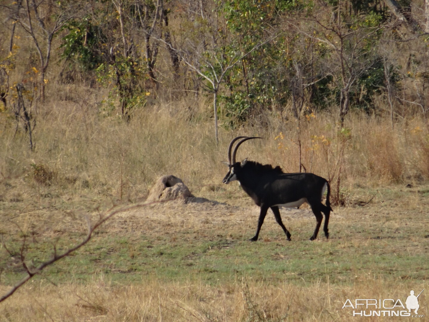 Sable Antelope in Zimbabwe