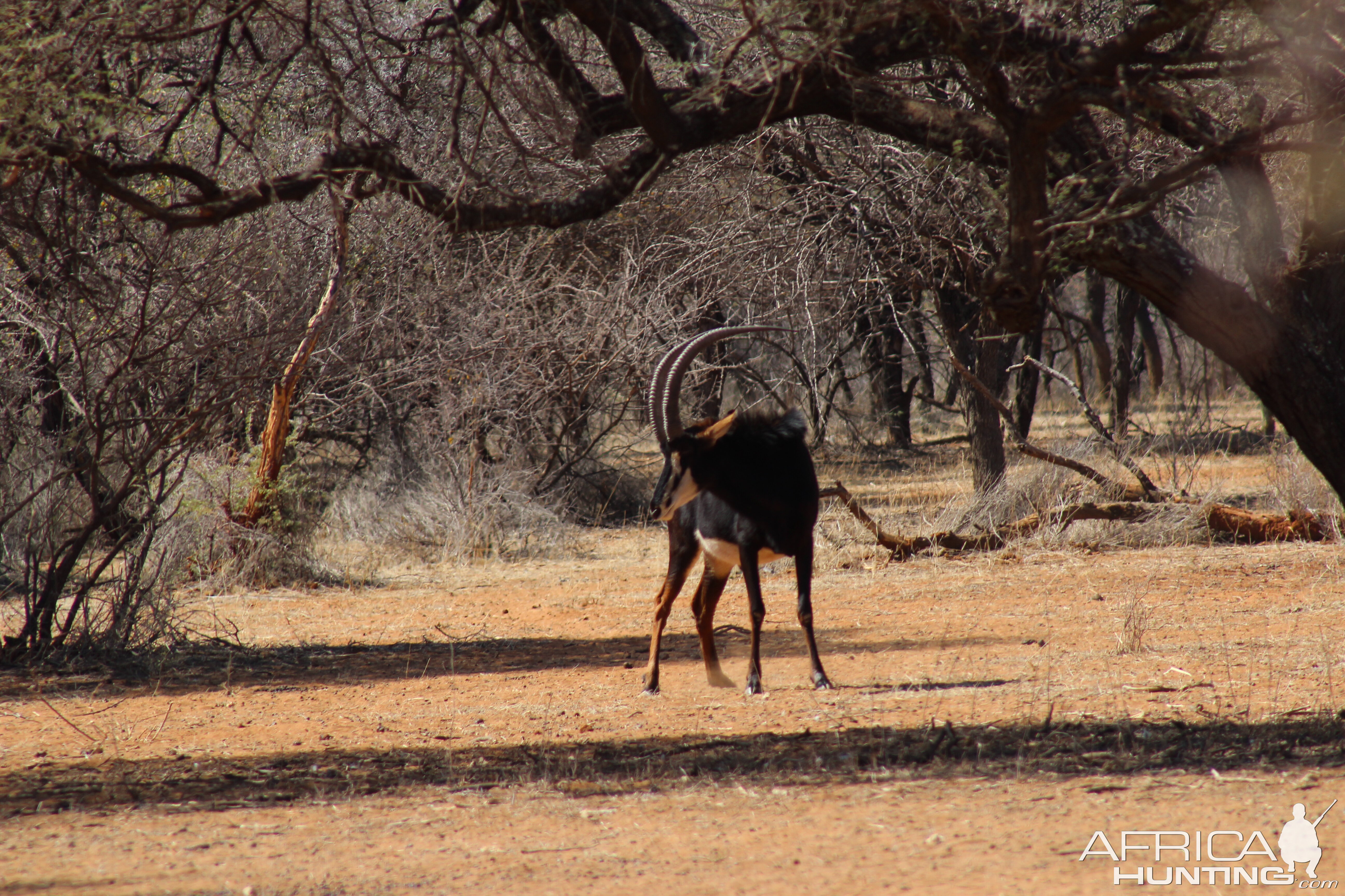 Sable Antelope Namibia