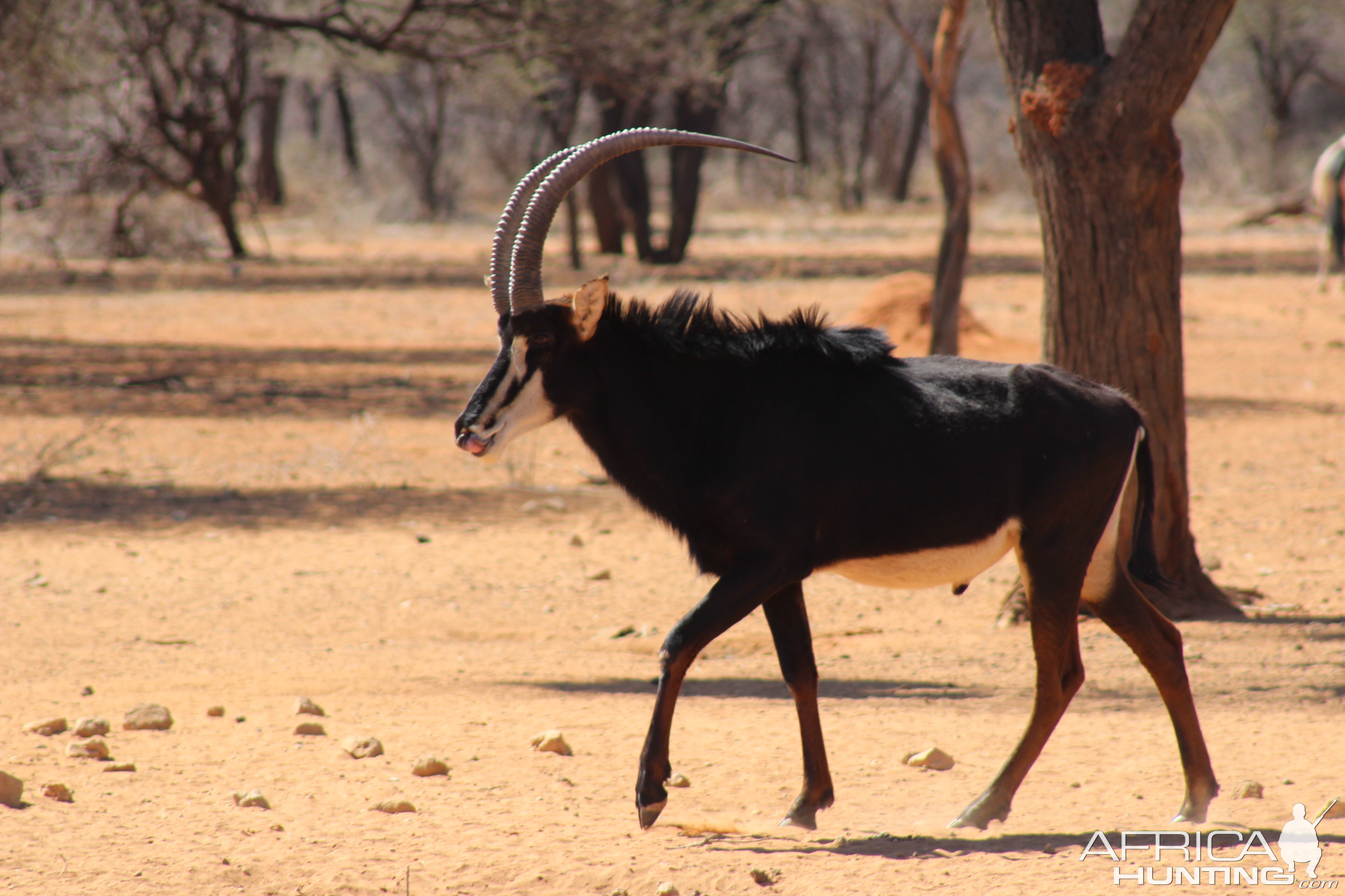 Sable Antelope Namibia